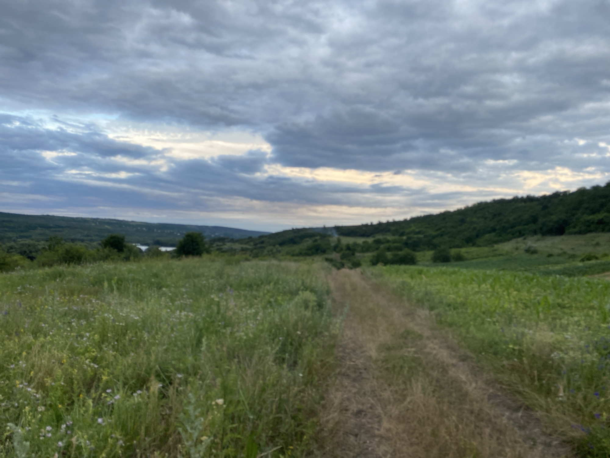 A rural landscape in Horodca, Moldova, is depicted under a cloudy sky. A dirt path, worn from use, cuts through a field of tall, green grass and wildflowers, extending into the distance. To the right of the path, a field of corn stands tall and vibrant. The background is a rolling landscape of green hills covered in trees and vegetation. In the far distance, a body of water, possibly a river or lake, is visible, reflecting the muted light of the sky. The overall impression is one of natural beauty and tranquility, with a sense of remoteness.