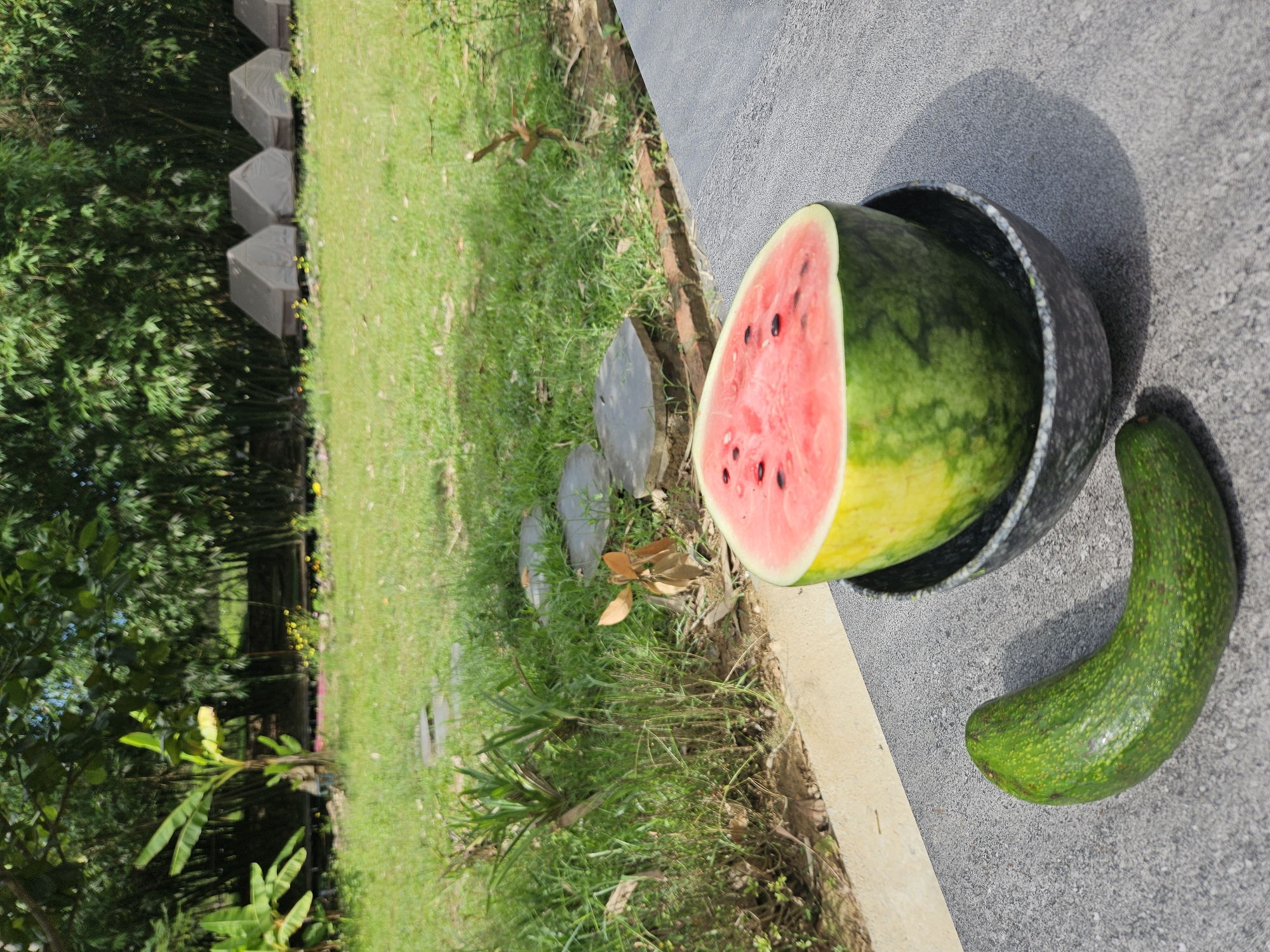 This is a close-up, eye-level, outdoor shot of a halved watermelon and a long, curved avocado on a textured gray surface. The watermelon, with its vibrant red flesh and black seeds, sits in a dark, speckled bowl. The avocado is positioned to the left of the bowl, its bumpy green skin visible. In the background, a lush green lawn stretches towards a dense bamboo forest. Several small, tent-like structures are visible in the distance amidst the greenery, possibly part of a resort or accommodation. The scene is bathed in natural daylight, casting distinct shadows from the fruit and bowl onto the surface. The overall atmosphere is serene and suggestive of a relaxed outdoor setting, likely in a tropical or subtropical location like Đà Nẵng, Vietnam.