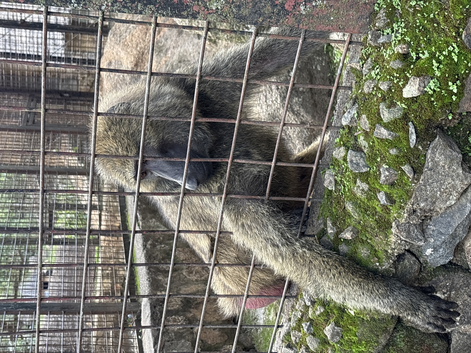The image shows a baboon in a zoo enclosure. The baboon is partially obscured by a metal grate. Its fur is a mix of brown and gray. The enclosure appears to be made of concrete and rock, with some moss and small plants growing on the rocks. In the background, there is another baboon and a glimpse of trees through a chain-link fence. The overall environment suggests a zoo or wildlife park setting. The presence of a zoo enclosure is consistent with facilities that might be found in a city like Jos, Nigeria, which has a zoo.