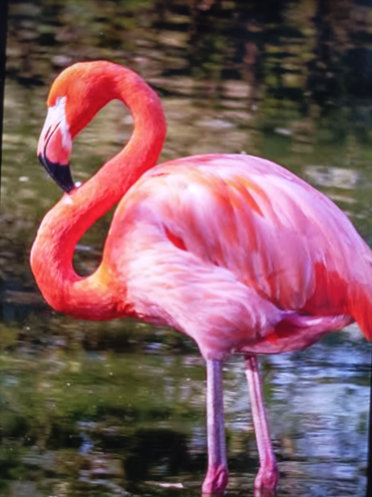 The image shows a full-body, side-profile shot of a flamingo standing in shallow, murky water. The flamingo is predominantly pink and orange, with a long, curved neck and a black-tipped beak. Its legs are long and thin, with the feet submerged in the water. The water appears to be a natural body of water, possibly a pond or lake, with reflections of vegetation visible on its surface. The background is out of focus, consisting of dark, greenish-brown hues. There is no indication of Seýdi, Turkmenistan in the image, nor any urban environment.