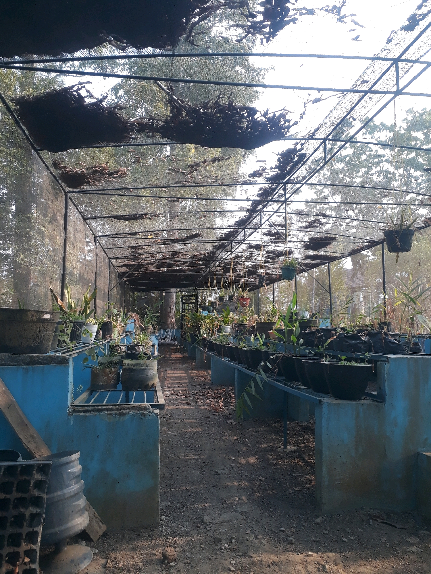 This is a photograph of a greenhouse structure filled with various plants. The greenhouse has a metal frame covered with a black mesh material, which appears to be partially deteriorated in some areas. Inside the greenhouse, plants are displayed on raised blue platforms and shelves. Many plants are in pots of different sizes and materials, including dark-colored plastic pots, terracotta pots, and some larger gray pots. Some plants are also hanging from the ceiling. The ground within the greenhouse is covered with dirt and fallen leaves. Outside the greenhouse, visible through the mesh, are trees and foliage, suggesting a natural or park-like setting. The lighting indicates it is daytime, possibly late afternoon due to the angle of the sun. The scene depicts a nursery or a botanical garden area. This photograph was taken in Pangkalpinang, Indonesia.