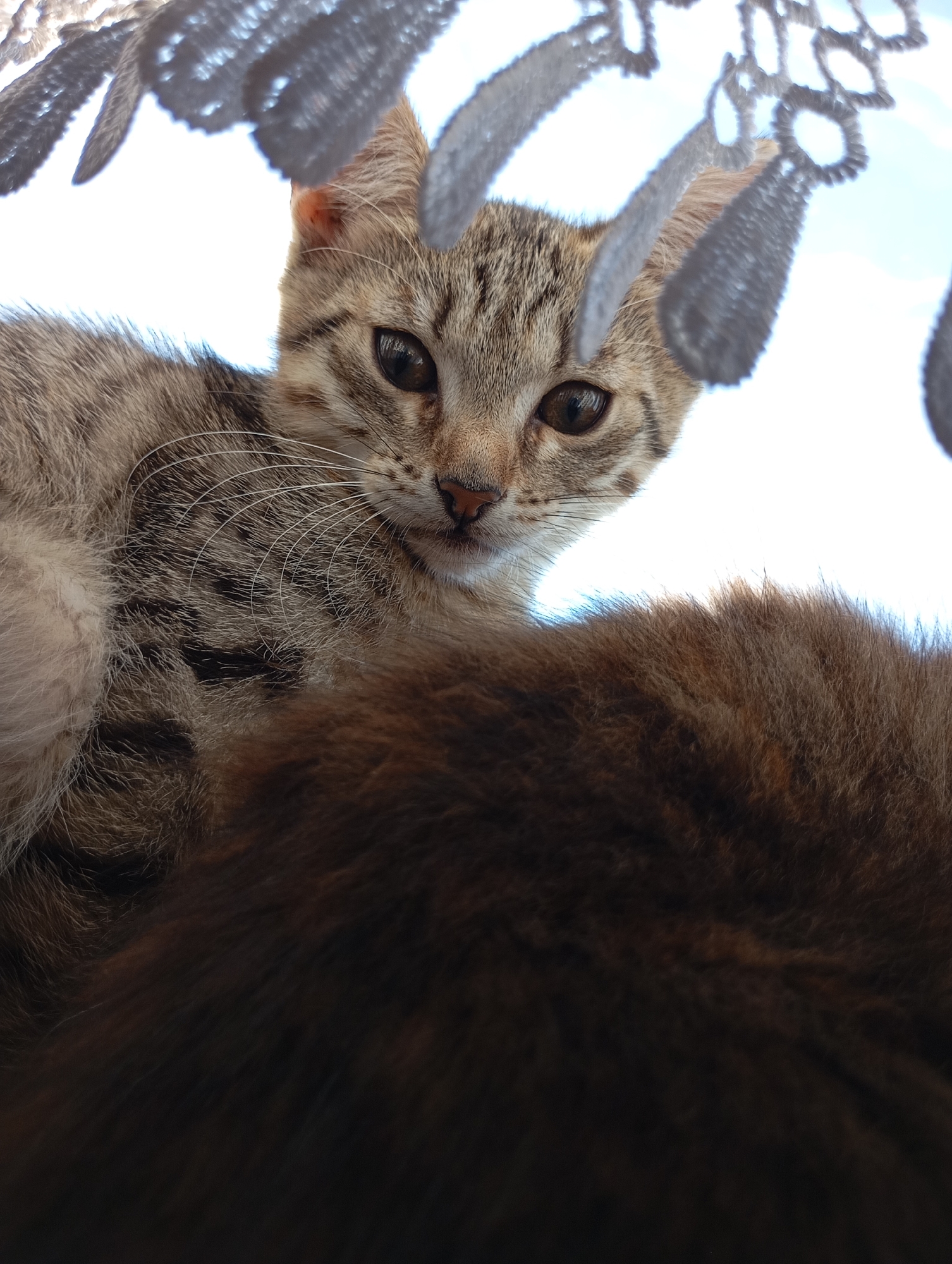 A low-angle, close-up shot shows the head of a tabby kitten looking directly at the camera. The kitten's fur is gray and brown with distinct stripes. Its large, dark eyes are centered on its face, and its whiskers are prominent. The kitten's nose is pink. Above the kitten, a portion of white lace trim is visible, hanging down from the top of the frame. The background is mostly white, with a hint of blue sky and clouds visible in the upper right corner. The lower portion of the image is dominated by the dark, out-of-focus fur of what appears to be another animal, likely an adult cat, lying beneath the kitten. The scene is indoors, possibly near a window, given the bright background and the lace. There are no people or identifiable landmarks present that would indicate a specific location within the city of Фоки, Russia.