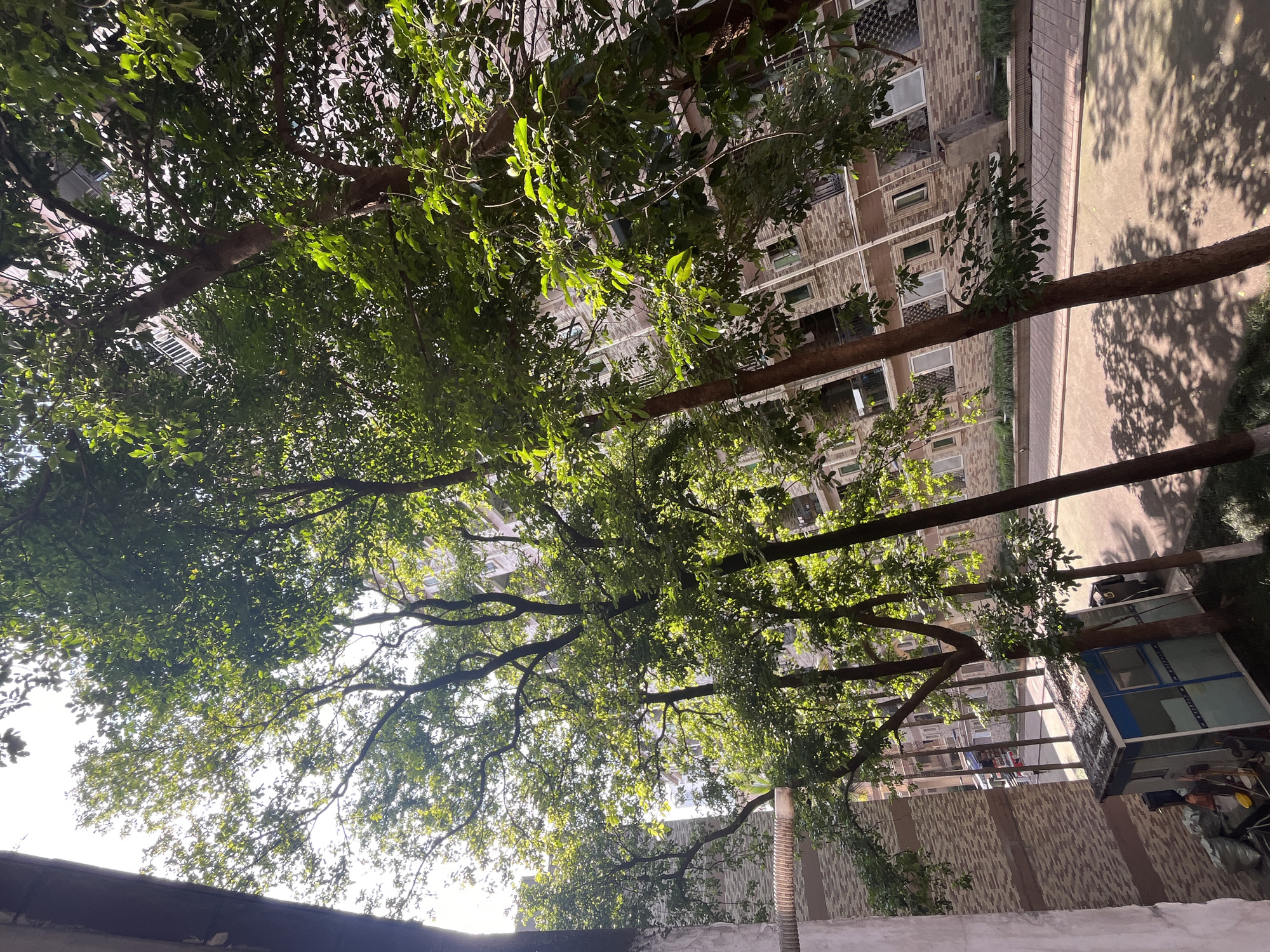 This image captures a view from a building in Yuzhong District, China, looking outwards towards a courtyard or pathway lined with trees. The foreground is dominated by lush green foliage from several tall trees, their branches casting dappled shadows on the ground. To the left, a portion of a building facade with textured brownish-grey brickwork is visible, along with a section of a light-colored concrete wall. In the mid-ground, a light blue and white structure, possibly a small kiosk or guardhouse, sits on the paved pathway, with gardening tools and sacks of material to its left. Beyond this, another building with brick facade and multiple windows stretches across the scene. Sunlight filters through the leaves, creating a bright and somewhat overexposed sky in the upper portion of the image. The overall impression is of an urban residential area with significant greenery.