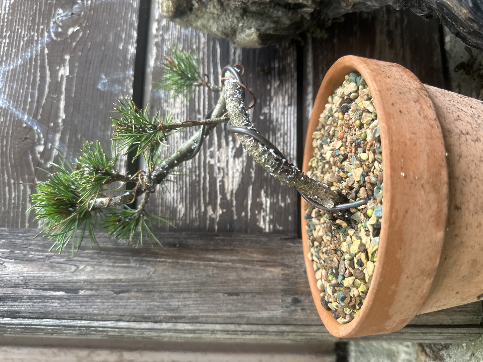 The image depicts a small bonsai tree in a terracotta pot resting on a weathered wooden surface. The bonsai has green needles and a branch that is trained with wire. The pot is filled with small gravel. The location in Krasnaya Polyana, Russia is not evident from the image.