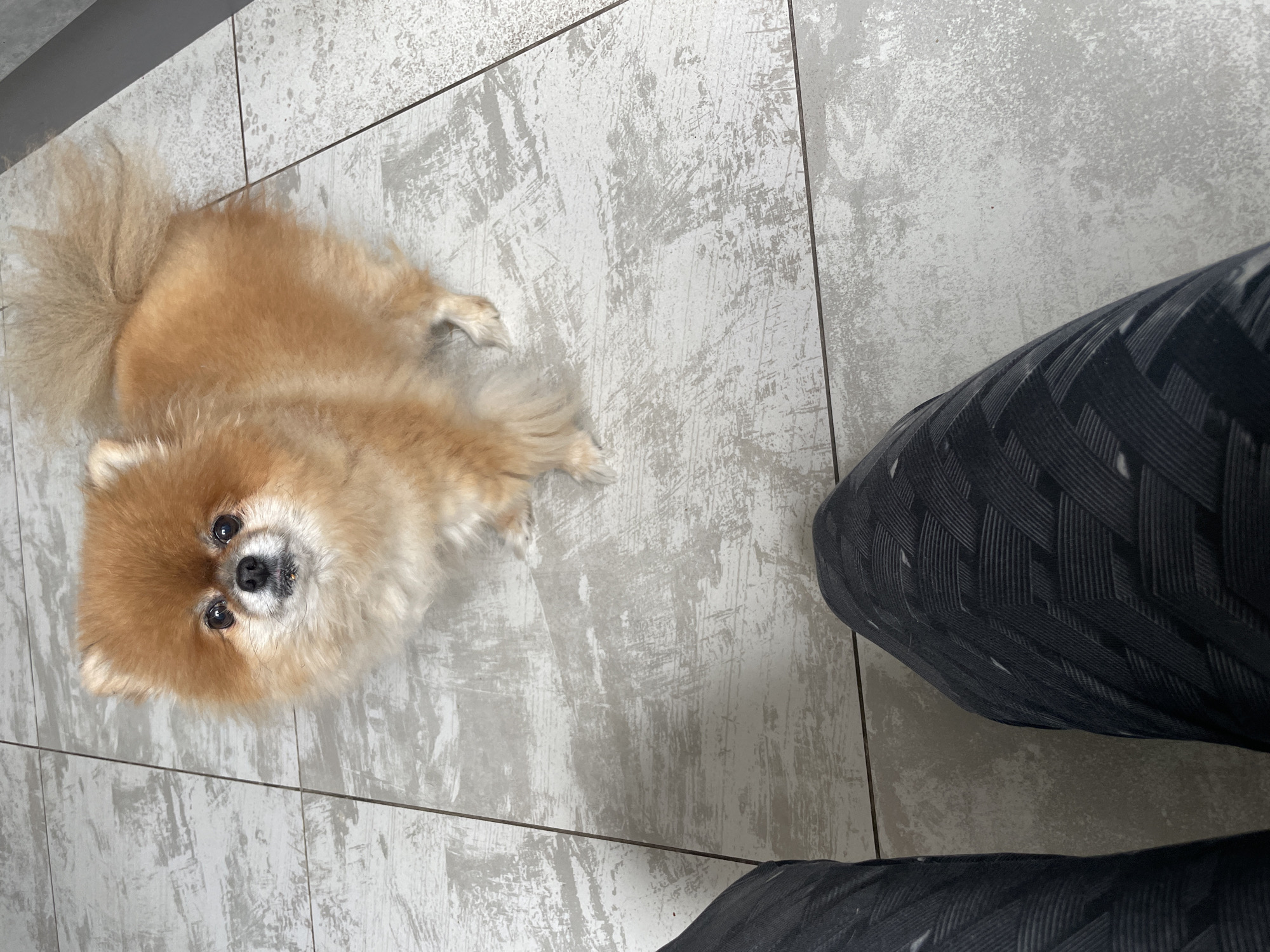 A tan Pomeranian dog is lying on a light grey tile floor. The dog is positioned on the left side of the image and looking up towards the camera. A person's leg is visible on the right side of the image. The leg is covered in a black and grey patterned fabric. The image was taken indoors.