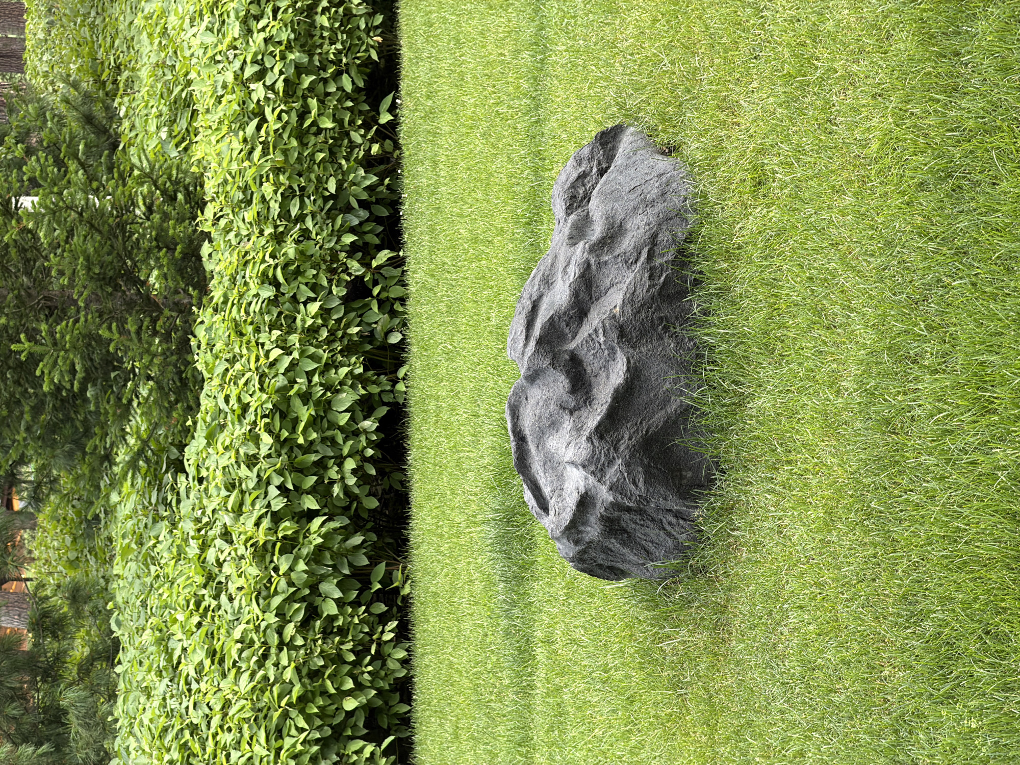 A single, dark grey, irregularly shaped boulder rests on a neatly manicured, vibrant green lawn. The boulder has a textured, rough surface with visible undulations and crevices. Behind the lawn, a dense hedge of lush green leaves forms a verdant backdrop, its leaves small and oval-shaped. Further in the background, the tops of mature evergreen trees, likely pines and firs, are visible, their dark green needles contrasting with the lighter greens of the hedge and lawn. The scene is bright, suggesting it was taken during daylight. The location appears to be a garden or park setting. The image does not contain any people or evidence of recent activity.
