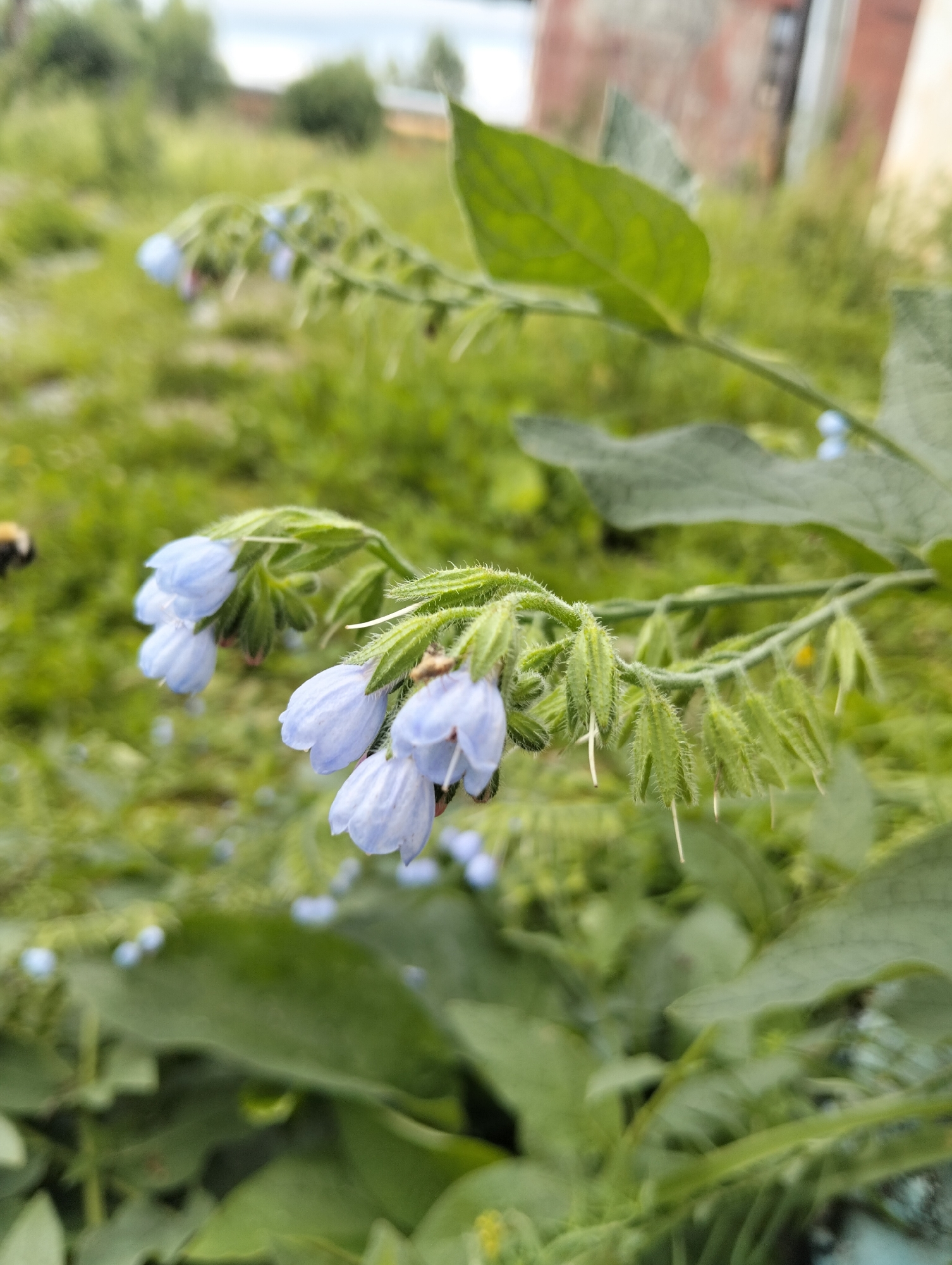 In Verkhny Tagil, Russia, a close-up photograph captures a cluster of small, bell-shaped light blue flowers with hairy green stems and leaves. The flowers are in focus, while the background is softly blurred, revealing a grassy, somewhat overgrown environment with hints of distant trees and a building with a brick facade. A bumblebee is visible in the upper left corner of the image, in flight near the foliage. The scene appears to be outdoors, possibly in a garden or natural area, during daylight.