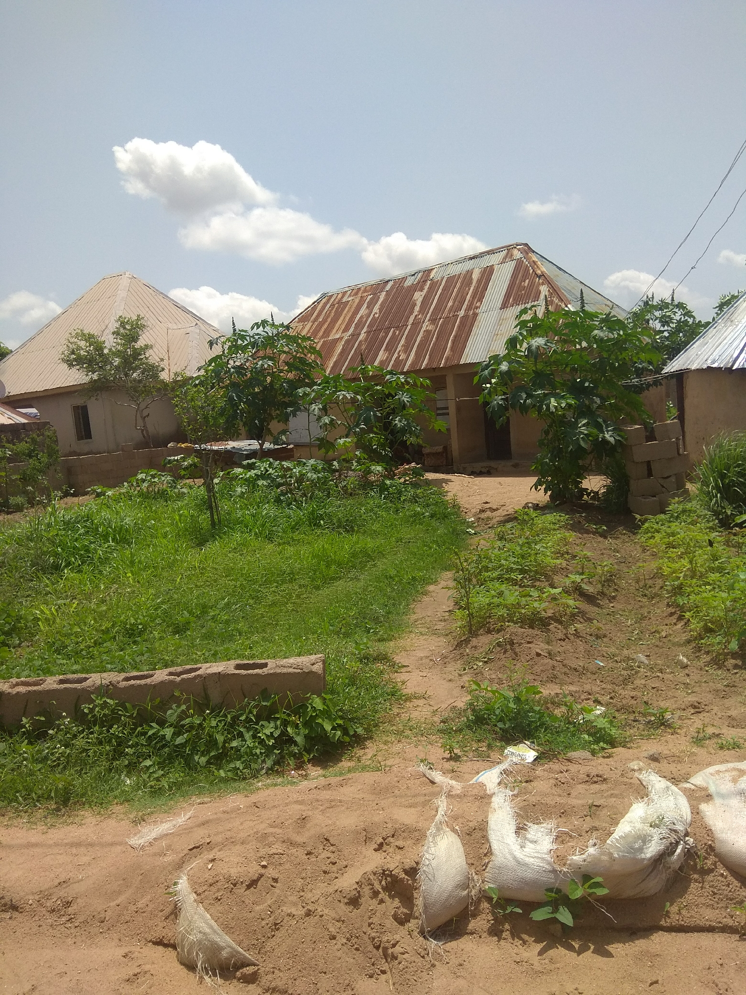 The image depicts a rural or semi-rural scene in Jalingo, Nigeria. In the foreground, there is a dirt path with several torn, white sacks partially buried in the sandy soil. Some of these sacks appear to be made of woven material and are frayed. Behind the path, a lush green area is visible, characterized by tall grass and various plants.
Further back, there are two buildings. The building on the left has a light-colored, conical metal roof. It is a single-story structure with a small window visible. Adjacent to this building is a low, rough brick wall.
The building on the right features a rusty, corrugated metal roof with visible signs of age and wear. This building also appears to be single-story and has walls constructed from mud or similar materials. A doorway is visible on this building.
Between and around the buildings, there are several trees with green foliage. The overall environment suggests a dry, possibly agricultural or residential area. The sky above is light blue with scattered white clouds, indicating daytime. The scene is static and does not show any people or active events.