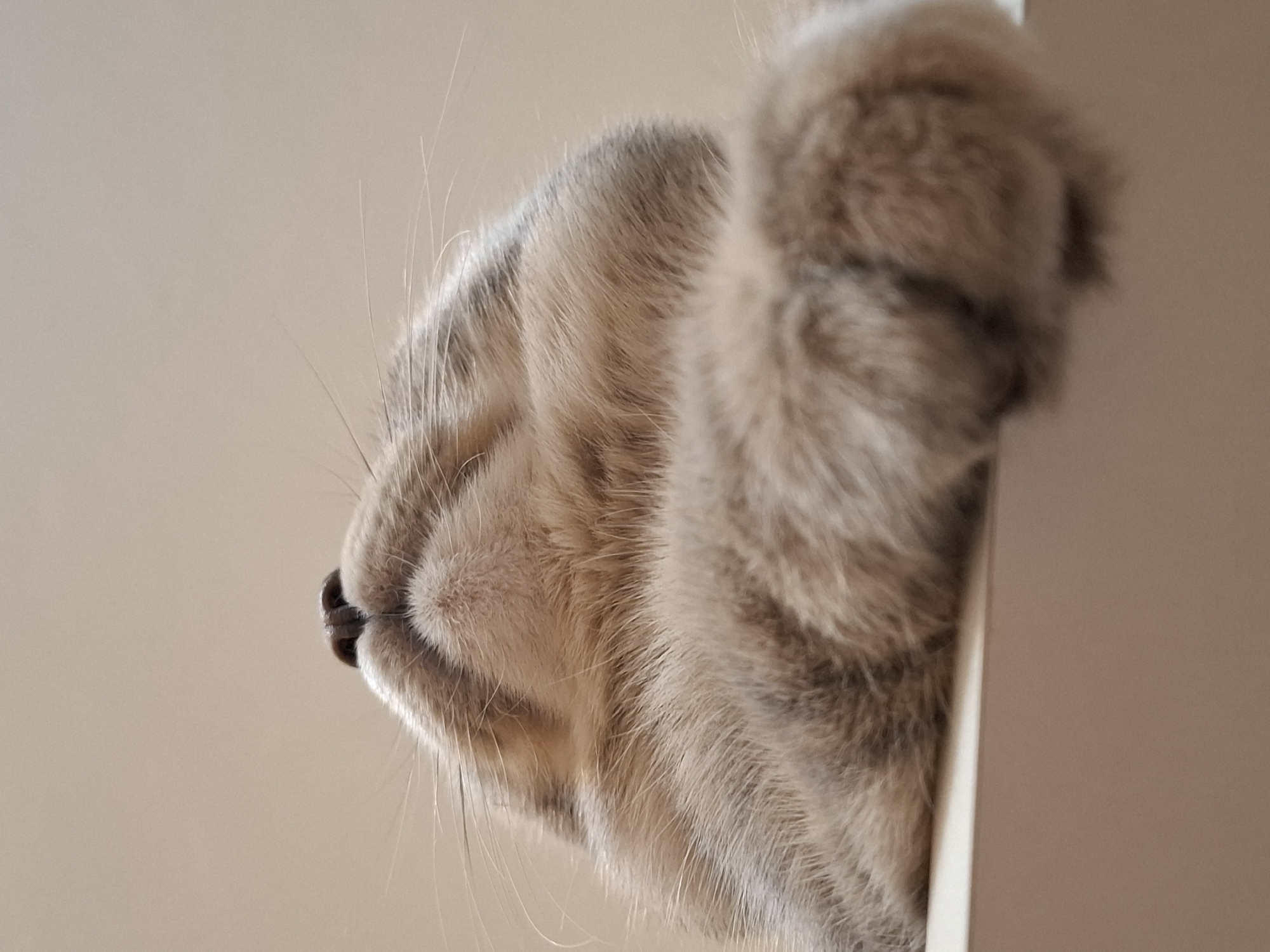 A close-up, side-view image shows the head of a light brown and gray tabby cat with its eyes closed. The cat's nose and whiskers are visible on the left side of the frame. The cat's head and paw are positioned next to a vertical, light-colored surface. The background behind the cat is a solid light brown color. The location is unknown, and there is no indication that the image was taken in Novi Sad, Serbia. No people are visible in the image.