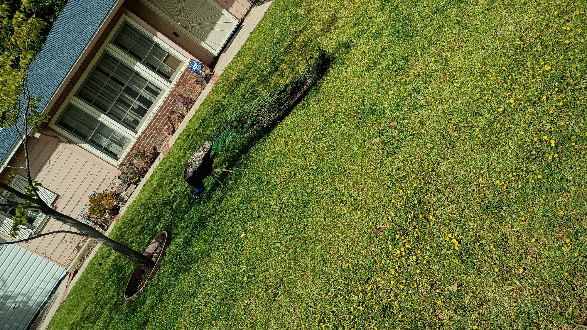 The image depicts a vibrant, sunlit scene of a peacock walking across a residential lawn. The peacock, with its distinctive iridescent blue head and neck, dark body, and long, flowing green and blue tail feathers, is captured mid-stride with its head bent low, appearing to forage on the grass.
In the background, a single-story house with light-colored (faded pinkish-beige) siding and a blue-gray gabled roof is visible. The house features large multi-paned windows and a section of brick facade below them. Near the front door, an "ADT" security sign is clearly visible. To the left of the house, a slender tree with light green leaves stands in the lawn, enclosed at its base by a low, circular planter. Part of a white garage door can be seen in the far left.
The lawn itself is a bright, lush green, interspersed with numerous small yellow flowers, likely dandelions. Strong shadows are cast across the grass and from the house, indicating a bright, sunny day, likely midday or early afternoon. The overall setting is a well-maintained suburban front yard. The presence of peacocks in residential areas is a notable characteristic of certain neighborhoods in Los Angeles, which is the provided location context.