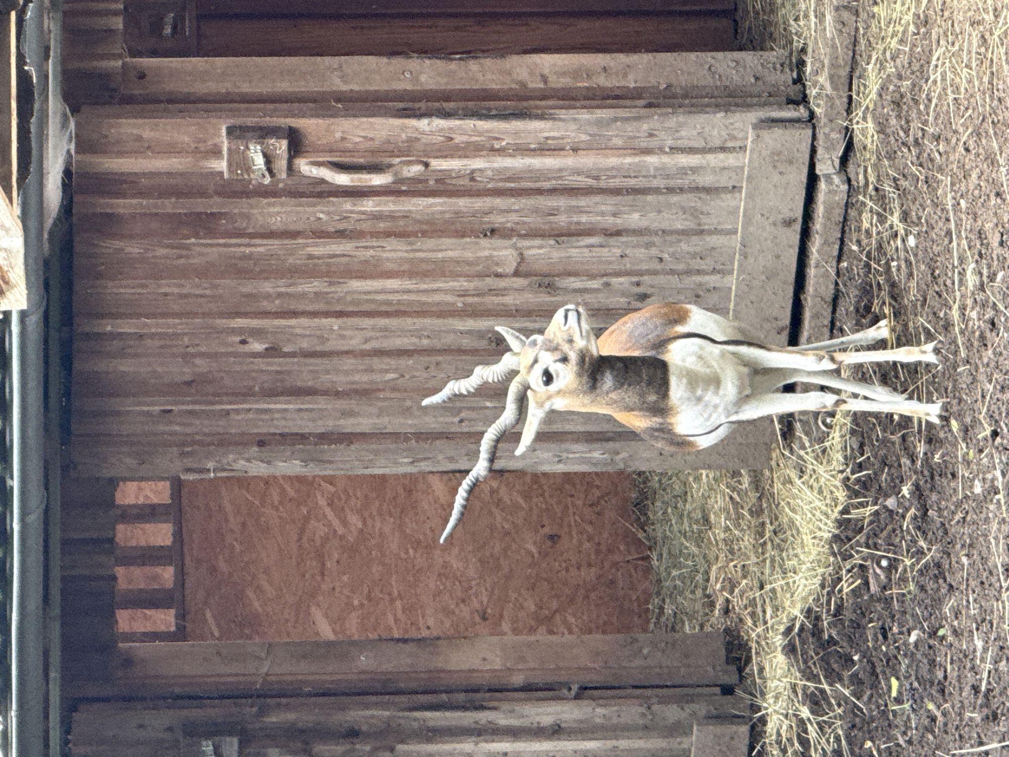 A blackbuck antelope stands in front of a weathered wooden barn structure. The antelope, with distinctive spiraling horns, has a tan and white coat. Its head is turned to the right, and its eyes are visible. Behind the antelope, the barn doors are partially open, revealing a darker interior with a textured wall. The ground in front of the barn is a mixture of dry hay and dark soil, with scattered pieces of straw. The overall environment appears to be an outdoor enclosure, possibly a zoo or sanctuary, in Bassum, Germany. The barn is constructed of vertical wooden planks, and a simple latch mechanism is visible on one of the doors. The lighting suggests an overcast or shaded day.