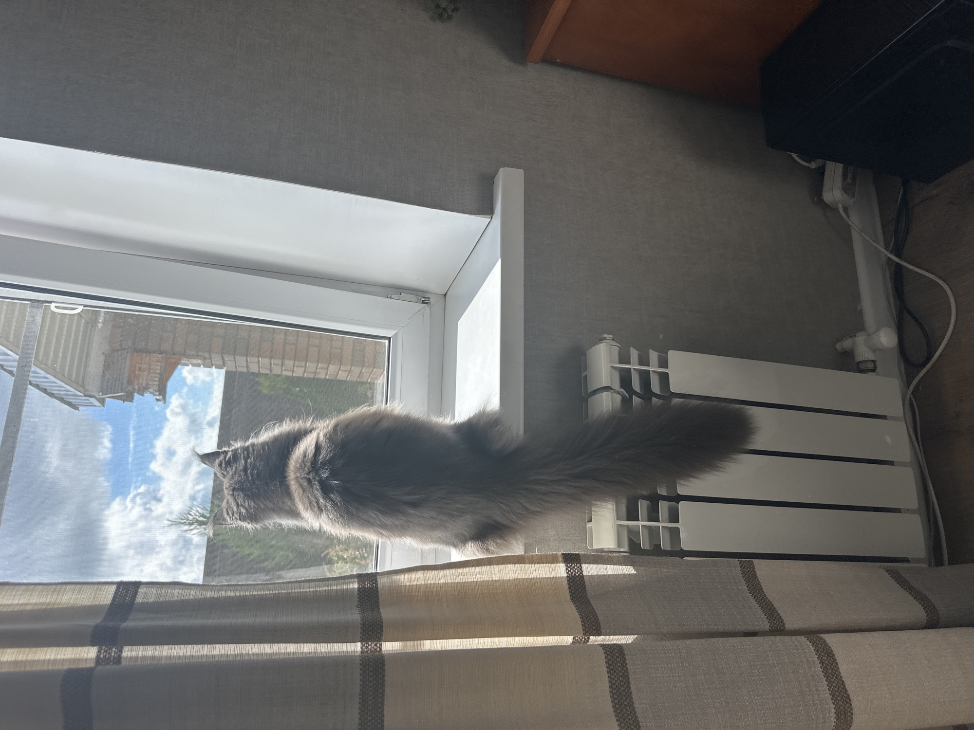 A grey cat with a long tail sits on a windowsill, looking out a window. Sunlight streams through the window, illuminating the cat and a beige curtain to the left. A white radiator is visible below the windowsill. The background shows a brick building and trees. To the right of the window, a grey wall is visible, with a wooden dresser and a black object on the floor. The scene appears to be in a residential setting.
