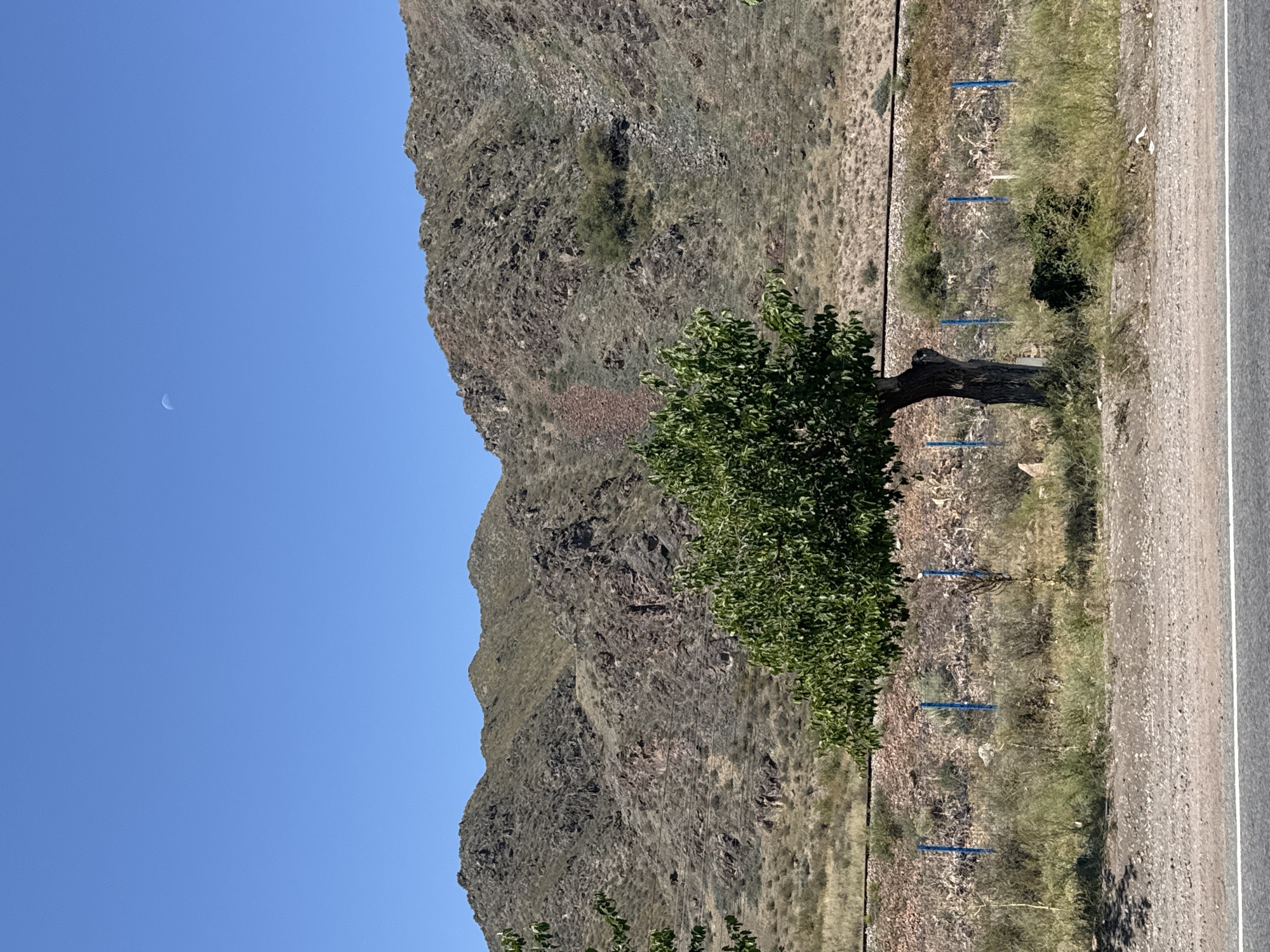 A solitary, leafy green tree stands in the foreground, its trunk gnarled and weathered. Behind the tree, a rocky, arid mountainside rises, displaying varied textures and colors of brown and grey stone, with sparse vegetation dotting its slopes. A thin, crescent moon is visible in the clear, pale blue sky above. In the midground, a rough patch of dry grass and shrubs is marked by a series of short, vibrant blue posts that appear to delineate a boundary or fence line. A dark, horizontal line, possibly a power cable or utility wire, stretches across the middle ground, running parallel to the base of the mountain. The foreground features a gravelly road surface with a white line marking the edge of the asphalt road, suggesting a roadside location. The overall environment suggests a dry, sunny, and somewhat desolate natural landscape. This scene is located in the vicinity of Sasyk-Bulak, Kyrgyzstan.