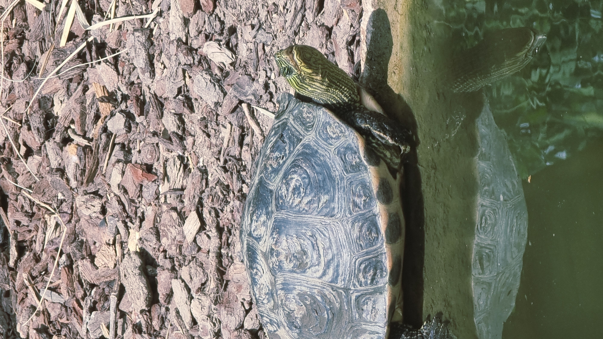 An adult turtle is positioned on the edge of a body of murky green water, with its shell reflecting in the water. The turtle is facing right, with its head slightly raised. The shell is dark with lighter intricate patterns. The turtle's skin is dark with yellow stripes on its head and neck. The surrounding area is covered in wood chips, with some dry grass stalks scattered among them. This scene is located at the Parc Natural dels Aiguamolls de l'Empordà in Castelló d'Empúries, Spain.