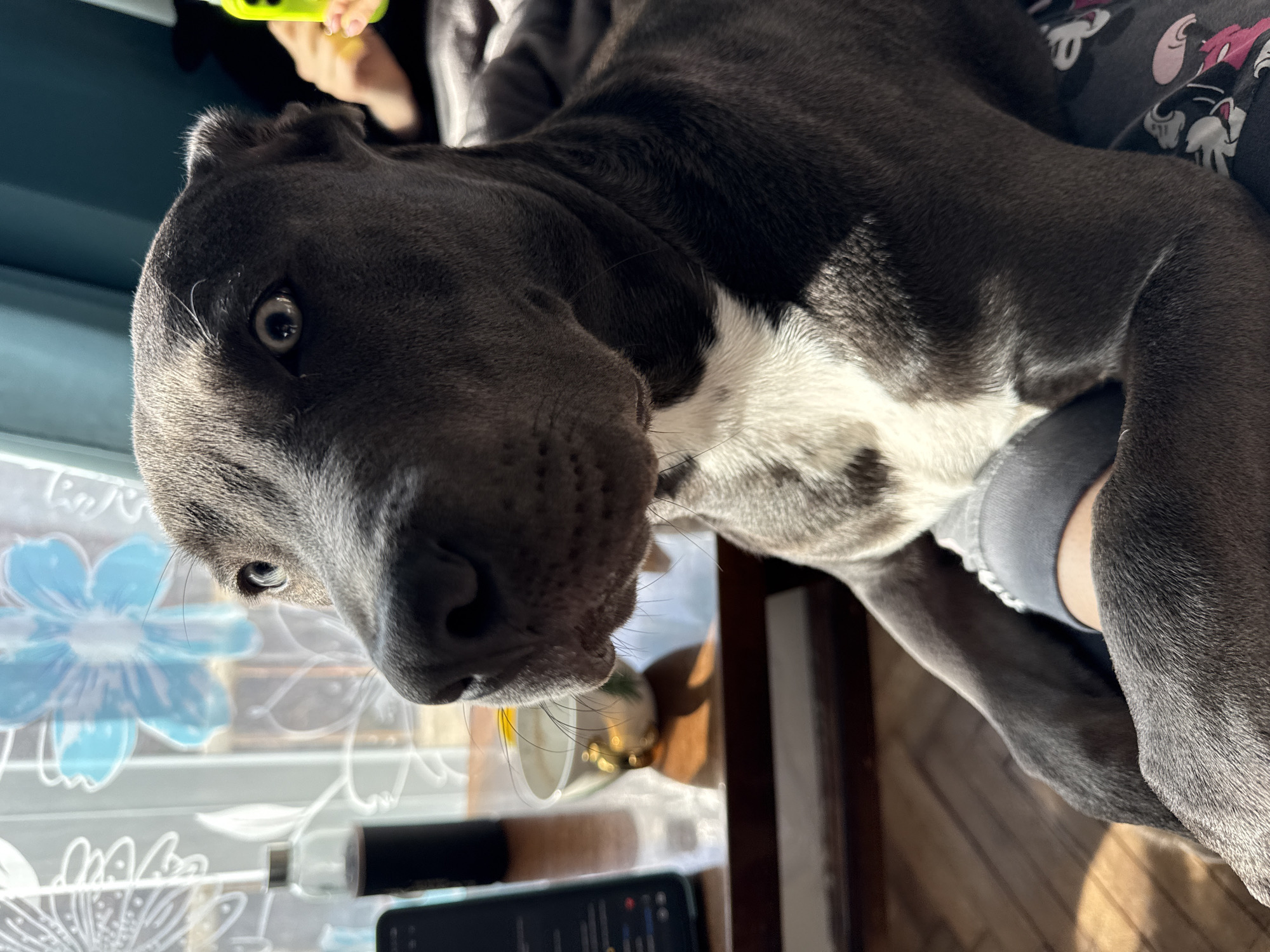 The image, taken in Varna, Bulgaria, captures a close-up of a gray and white dog, likely a Pitbull or similar breed, resting indoors. The dog, with its short, dark gray fur and a prominent white patch on its chest and belly, is positioned vertically, looking directly into the camera with wide, curious eyes. Its expression appears calm and content.
The dog is resting on a person, with a gray-sleeved arm or leg visible beneath its body, and a piece of dark clothing or blanket adorned with cartoon characters (resembling Mickey Mouse and other animated figures) underneath it. At the top of the frame, a human hand holding a bright yellow object is visible, hinting at interaction with the dog.
In the background, natural daylight streams through a window, which is partly covered by a decorative film or curtain featuring blue and white floral patterns. Below the dog's snout, a gold and white cup sits on a surface, next to a smartphone displaying an unidentifiable interface. These objects rest on a wooden surface, suggesting a cozy, domestic setting. The strong natural light indicates it is daytime.
