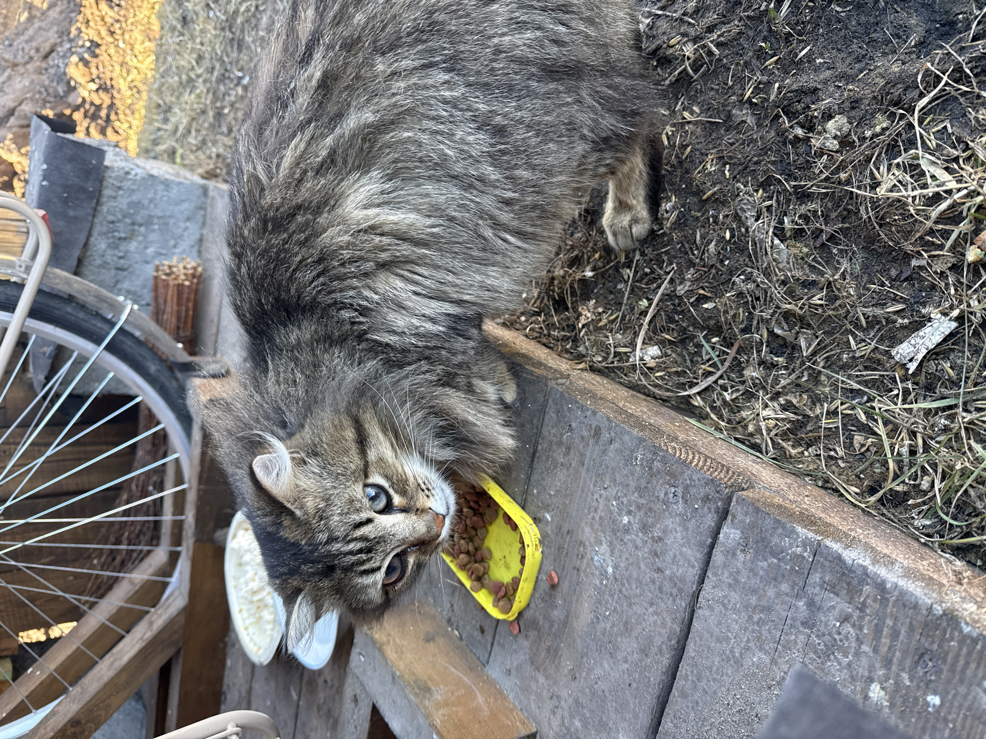 A medium-sized, long-haired tabby cat is eating dry cat food from a small yellow plastic container on a weathered wooden surface, likely an outdoor structure. A white plastic dish is next to the food container. A bicycle wheel is visible to the left of the cat. The surrounding area appears to be a garden or yard, with soil and some sparse vegetation. The location is Tyulyuk, Russia.