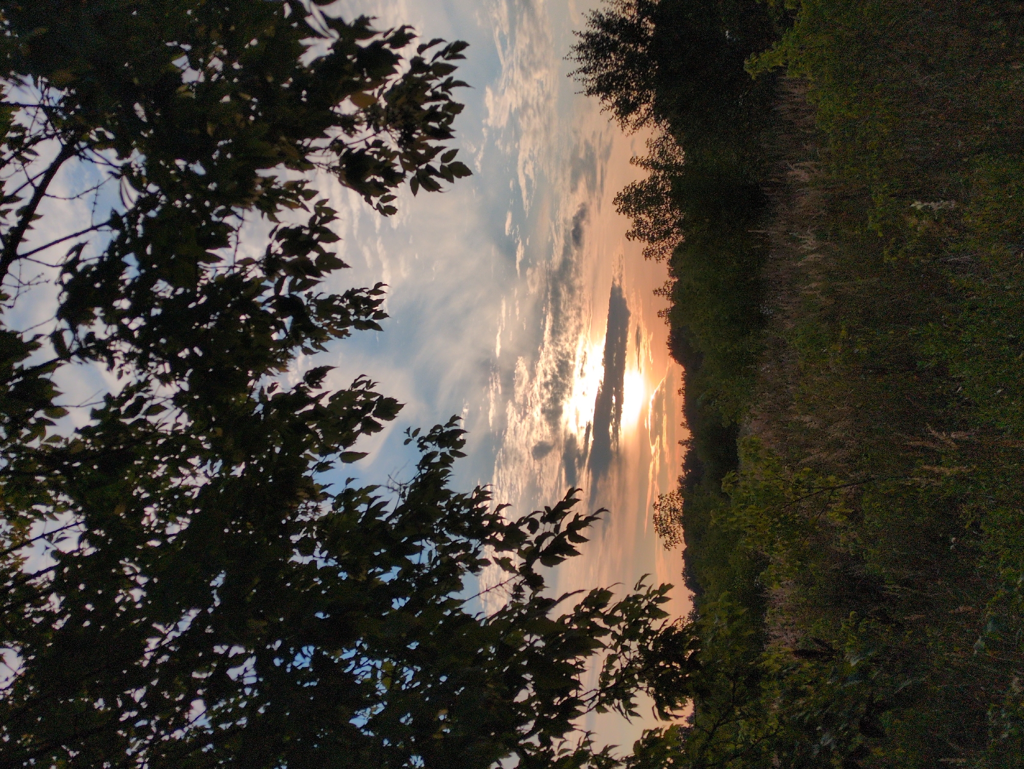 A serene sunset scene unfolds over a field at the edge of a wooded area, likely within or near the village of Molochoy Fermy, Russia. The foreground is dominated by the dark silhouettes of leafy tree branches arching from the top left and right, framing a view of the sky and landscape beyond. The sun, partially obscured by a dark cloud on the horizon, casts a warm, orange glow across the sky, with scattered white and gray clouds creating a textured pattern. Below the sky, a dense line of trees forms a dark, undulating horizon. In the middle ground, the field is a tapestry of grasses and low-lying vegetation, appearing somewhat wild and overgrown. The overall impression is one of peaceful, natural beauty at the end of the day. There are no people or animals visible in the image.