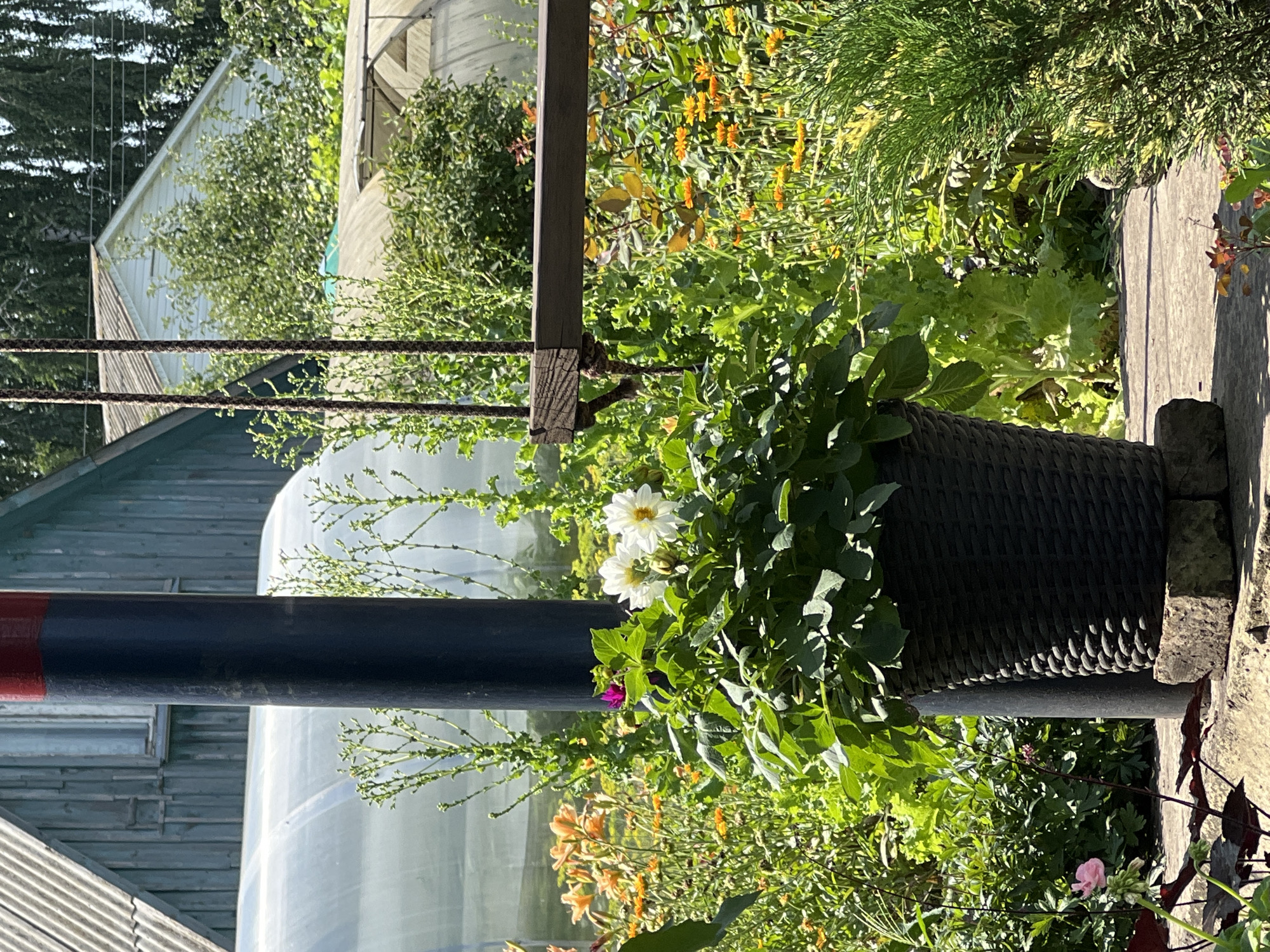 This image depicts a sunlit, outdoor scene in a rural setting, likely in the vicinity of Khryashchevka, Russia, judging by the architectural style of the outbuildings and the abundant vegetation. In the foreground, a large, dark woven planter holds a lush arrangement of green foliage and two white dahlias. The planter rests on a stone base next to a dark cylindrical pole that has a red band near its top. To the right of the pole, a wooden swing seat hangs by ropes, partially obscuring a background filled with a variety of blooming flowers, including orange lilies and yellow marigolds, interspersed with leafy green plants. In the middle ground, two domed greenhouses are visible, suggesting cultivation or protected gardening. Beyond the greenery, a wooden structure, possibly a house or shed with a corrugated roof, can be seen. The overall impression is one of a well-tended garden on a bright, clear day.