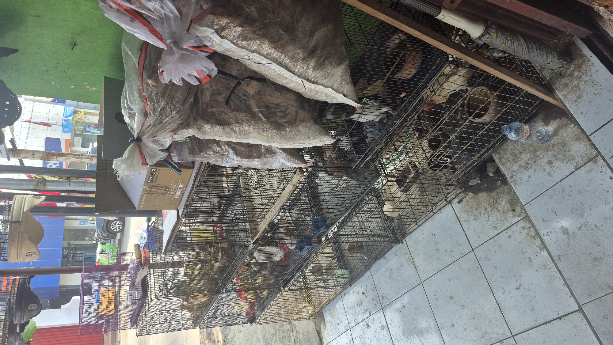 The image depicts an outdoor scene in Boja, Indonesia, likely a market or shop selling birds. Multiple tiered wire cages are stacked and arranged along a tiled floor, some containing birds. The cages are of various sizes and appear to be made of metal. In some cages, birds can be seen, including what appear to be chickens and possibly quails or doves. Some cages have feeders and water dispensers.
Adjacent to the cages, large sacks filled with what appears to be feed or bedding material are tied with plastic. A cardboard box with text in Indonesian, "PERKUTUT," suggesting it contains ringneck doves, is also visible. The background shows buildings and a street with a parked car, indicating an urban or semi-urban environment. A bottle of water and a mop with a soiled head are on the tiled floor. The overall scene suggests a commercial setting for the sale of live birds.