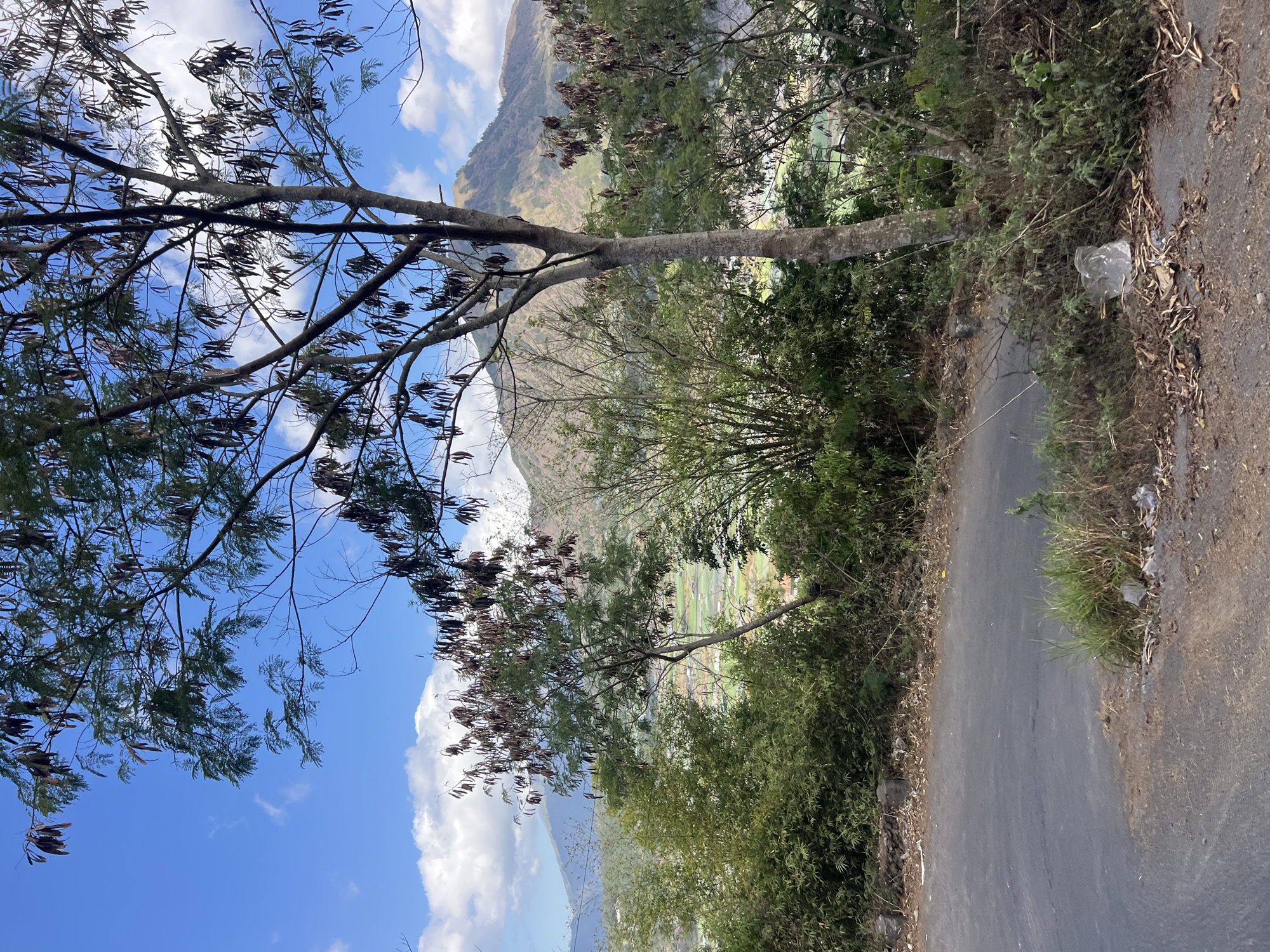 An outdoor, eye-level, vertical shot captures a scenic view of Kintamani, Indonesia, with a paved road in the foreground. Lush greenery, including trees and bushes, lines the side of the road. The background reveals rolling hills and a distant mountain under a partly cloudy blue sky. A solitary tree with seed pods stands prominently in the mid-ground, partially obscuring the view of a village nestled in the valley below. Debris, including plastic, is scattered along the roadside, indicating a lack of upkeep. The overall scene depicts a natural landscape with signs of human presence and occasional litter.