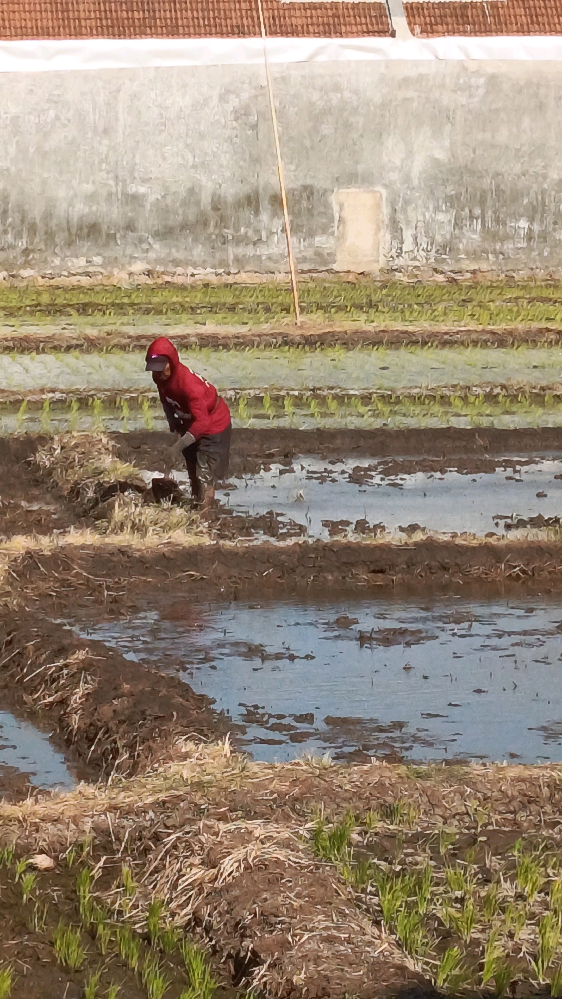 A person wearing a red hooded jacket and dark pants is working in a flooded rice paddy. The person is bent over, appearing to be engaged in some form of agricultural labor, possibly planting or tending to crops. The surrounding environment consists of muddy, water-filled terraces with some dry straw and newly sprouted green plants visible. In the background, there is a textured wall with a tiled roof and a bamboo pole. The overall scene depicts agricultural activity in a rural or semi-rural setting, consistent with rice cultivation in Babadan, Indonesia.