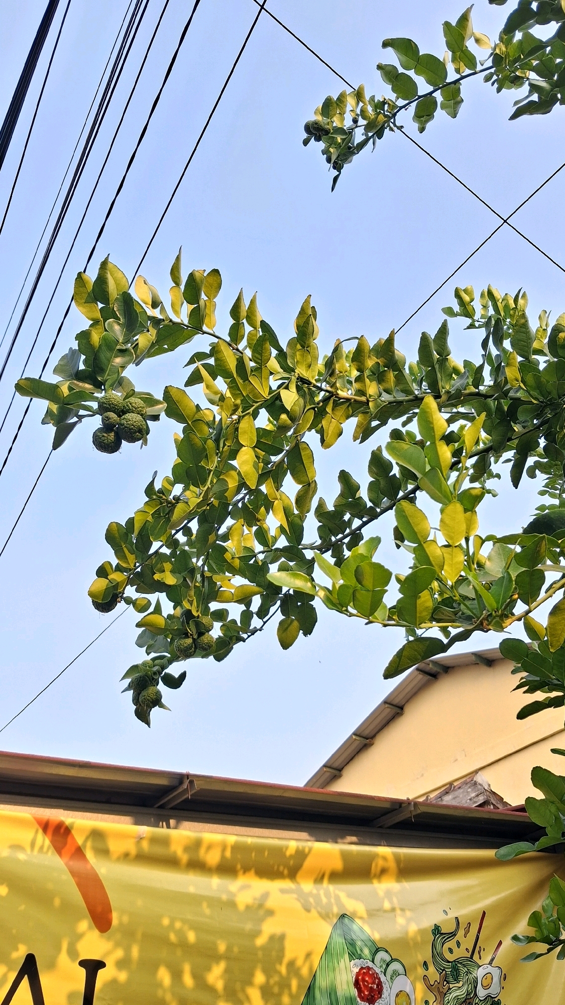 The image, taken in Yogyakarta, Indonesia, depicts a low-angle view of a tree branch with small, bumpy green fruits, likely Kaffir limes, against a clear blue sky. Several black electrical wires run diagonally across the frame, suggesting an urban setting. Below the branch, a section of a yellow banner with what appears to be food illustrations is visible, along with the edge of a yellow building and a roof. The lighting suggests it is daytime, with the sun casting shadows and highlighting the leaves. No people are present in the frame.