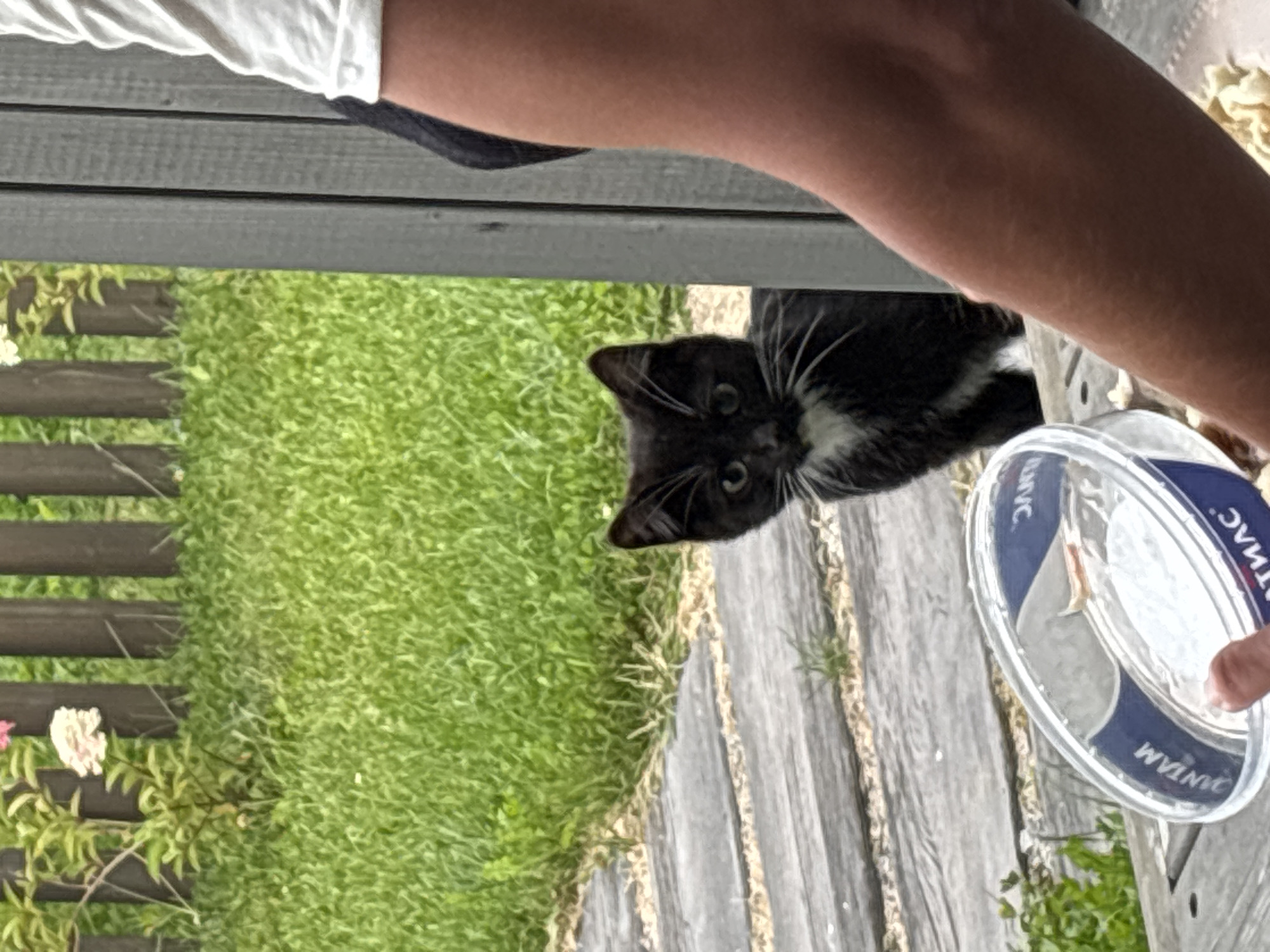 In Zvenigorod, Russia, a black and white kitten peers out from behind a wooden structure. The kitten has green eyes and a white patch on its chest. In the foreground, a person's arm is visible, holding a clear plastic container with some food inside. The background consists of lush green grass and a wooden fence. The scene suggests an outdoor setting, possibly a backyard or garden.