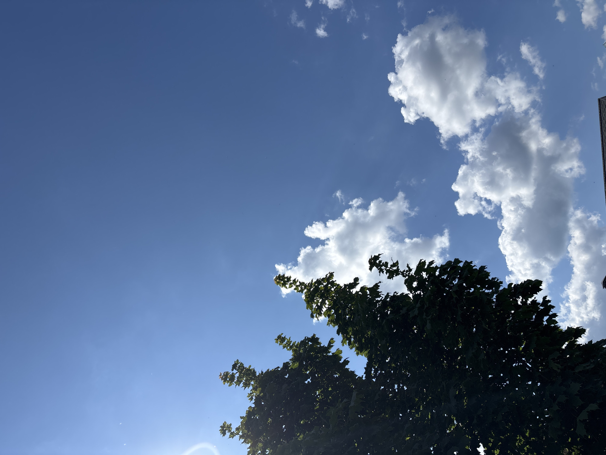The image captures a clear blue sky over Zvenigorod, Russia, on a sunny day. The sun is visible in the upper left corner, casting a lens flare across the sky. Two large trees with dark green foliage occupy the left and center portions of the frame, their branches reaching upwards. Puffy white clouds are scattered across the sky, some appearing larger and more defined than others. The lower edge of the frame reveals a glimpse of a dark, tiled roof, suggesting the presence of buildings below. No people or specific actions are depicted. The environment appears to be an outdoor setting, likely a park or residential area.