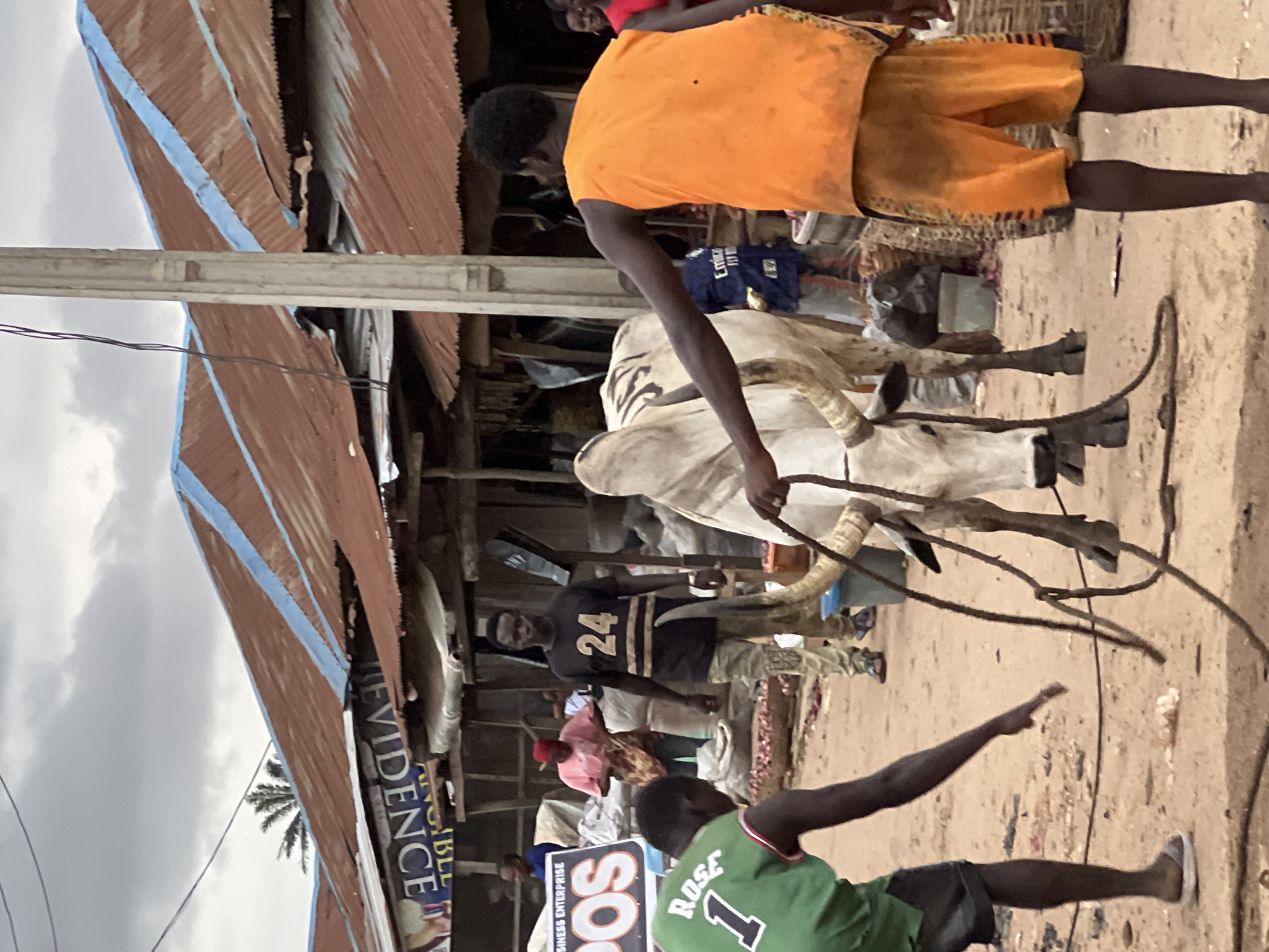 In the city of Oko Amakom, Nigeria, a street scene unfolds under a cloudy sky. A large white bull, with prominent horns and dark markings on its back, is being led by a rope. Two young men are actively involved in handling the bull. One man, wearing a green basketball jersey with the name "ROSE" and the number "1" on it, is on the left, facing away from the viewer and holding the rope. The other man, in a bright orange sleeveless shirt and orange shorts, is on the right, also holding the rope and facing away from the viewer. A third man, wearing a black t-shirt with the number "24" on it, stands between the bull and the background, looking towards the viewer.
The environment appears to be a marketplace. In the background, there are makeshift stalls with corrugated metal roofs, some of which are painted with blue trim. Signs with text, including "EVIDENCE", are visible on the buildings. Several people are milling about in the background, and baskets filled with goods, possibly produce like onions, are visible. The ground is covered in reddish-brown dirt, with some scattered debris. The overall atmosphere suggests a busy, possibly informal, commercial area.