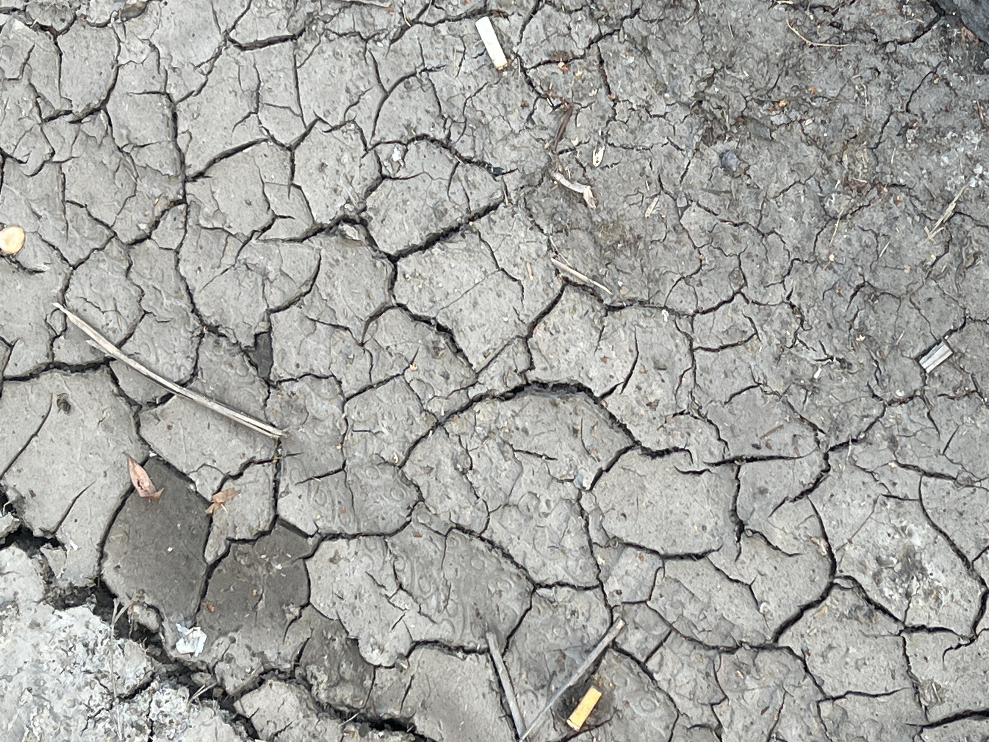 The image shows a close-up, overhead view of cracked, dry mud. The mud is a dull gray color and is broken into irregular polygonal shapes. Scattered across the surface are small pieces of debris, including what appear to be dried leaves, twigs, and two cigarette butts. The texture of the mud is rough and uneven, with deep fissures running through it. The lighting suggests it is daytime, and the overall impression is one of arid conditions. This scene is located in Soloslovo, Russia.