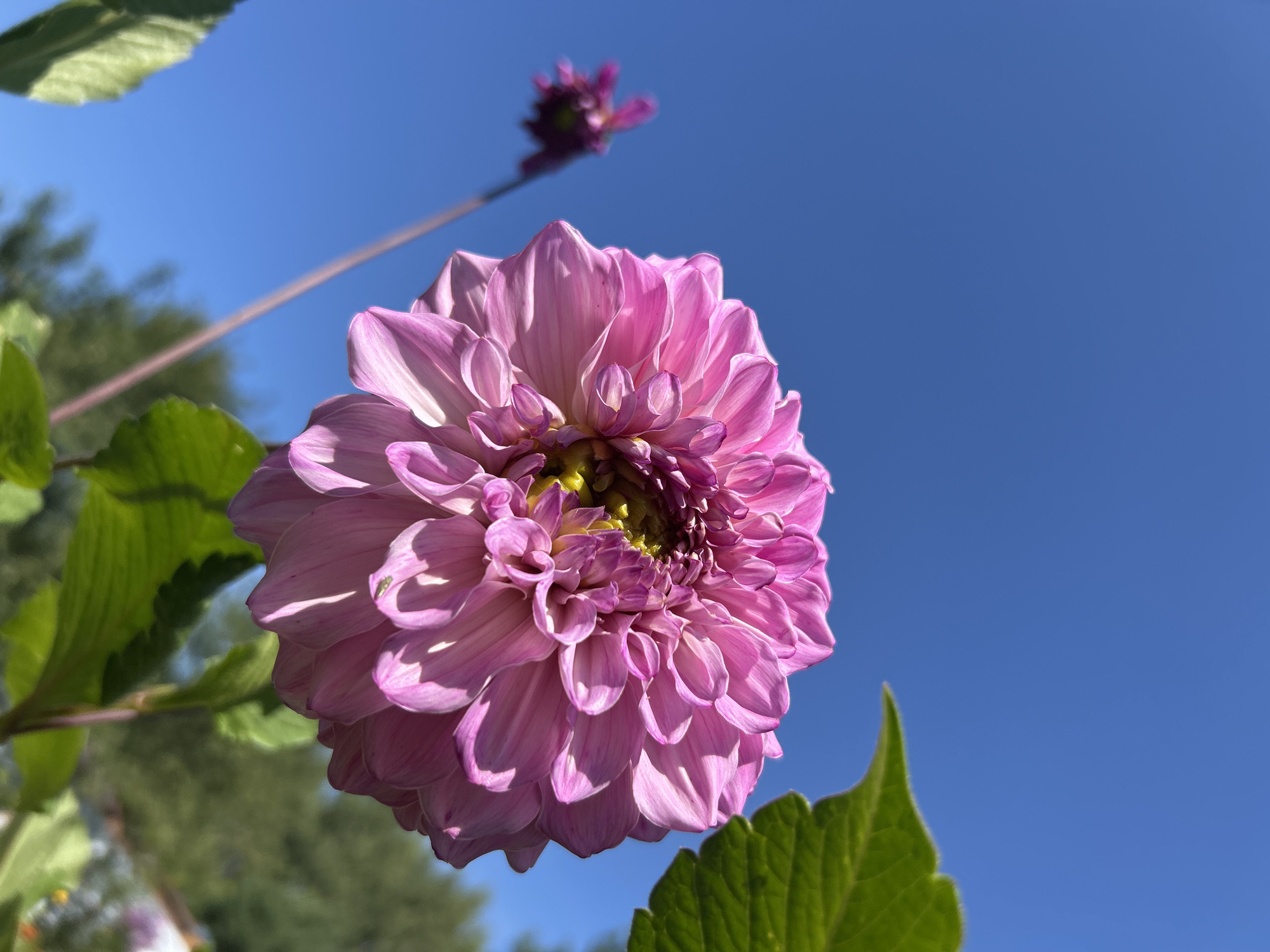 A close-up, low-angle outdoor shot captures a vibrant pink dahlia in full bloom, set against a clear, bright blue sky. The flower's delicate petals, tinged with lighter shades and shadowed depths, are the primary focus, drawing the viewer's eye towards its intricate center. To the left, blurred green leaves and stems of the dahlia plant frame the bloom, with hints of other foliage and distant trees visible in the background. A smaller, out-of-focus bud of a similar pink hue appears in the upper portion of the frame, adding depth and context. The lighting suggests a sunny day, casting soft shadows on the petals and highlighting their texture. The overall scene evokes a sense of natural beauty and tranquility. The location is identified as the city of Kalitsino, Russia.