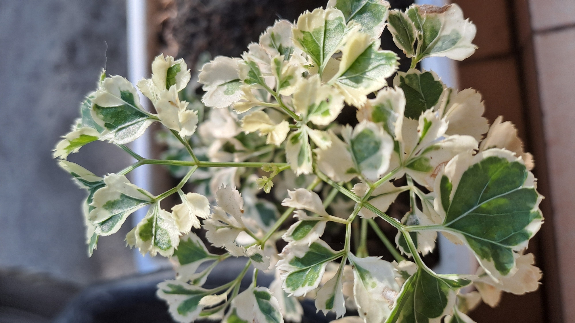 The image displays a close-up of a variegated plant with green and white leaves. The plant appears to be in a pot, with soil visible in the background. The lighting suggests an outdoor setting, possibly a garden or balcony. No specific location in Lhokaweawe, Indonesia is identifiable from the image content.