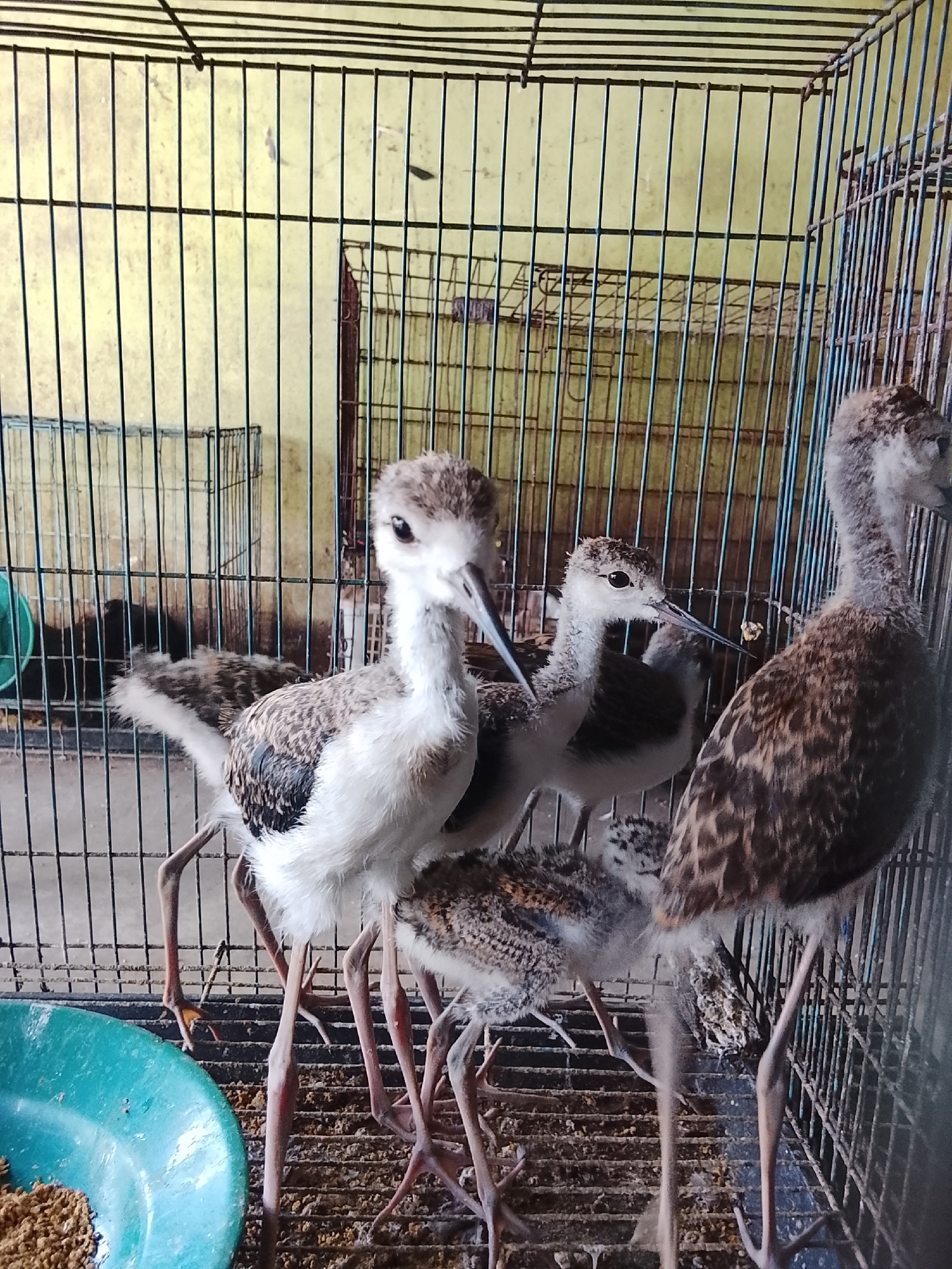 In Kuta Trieng, Indonesia, a group of young avocets are being held in a wire cage. The birds, characterized by their long, thin legs and speckled brown and white plumage, appear to be juveniles. One avocet in the foreground is particularly prominent, facing the camera with its head turned slightly to the side, revealing its dark eye and slender, pointed beak. Behind it, other avocets of varying sizes are visible, some huddled together, while others stand with their legs splayed. A teal-colored bowl filled with what appears to be birdseed is positioned in the lower left corner of the cage. The background consists of a mottled yellow wall, with further wire enclosures and structures visible through the bars of the main cage, suggesting a breeding or rescue facility. The lighting is somewhat dim, with shadows cast by the cage bars on the wall. The scene conveys a sense of confinement for the birds.