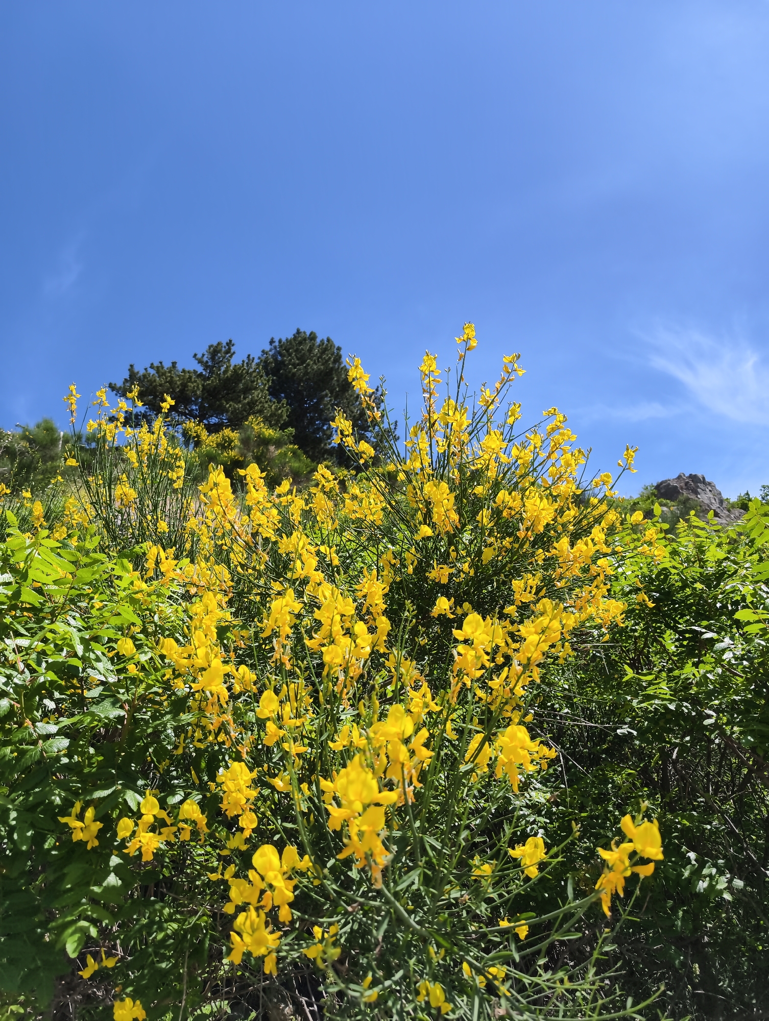 This image, taken in the city of Chaika, Ukraine, depicts an outdoor natural environment on a bright, sunny day. The foreground and midground are dominated by a dense growth of vibrant yellow flowers, likely a species of broom or gorse, with numerous small, brightly colored blossoms on slender green stems. These flowering plants are interspersed with and surrounded by various green leafy shrubs and darker green foliage.
In the mid-to-background, on the left side of the frame, several tall, dark green coniferous trees (appearing to be pines) are visible against the sky, indicating an elevated or hilly terrain. To the far right, a large, rugged grey rock formation or outcrop is partially visible amidst green vegetation. The upper portion of the image, approximately the top third, features a clear, deep blue sky with a few faint, wispy white clouds present in the upper right quadrant. No people, animals, or man-made structures are visible in the scene. The overall lighting suggests direct sunlight.