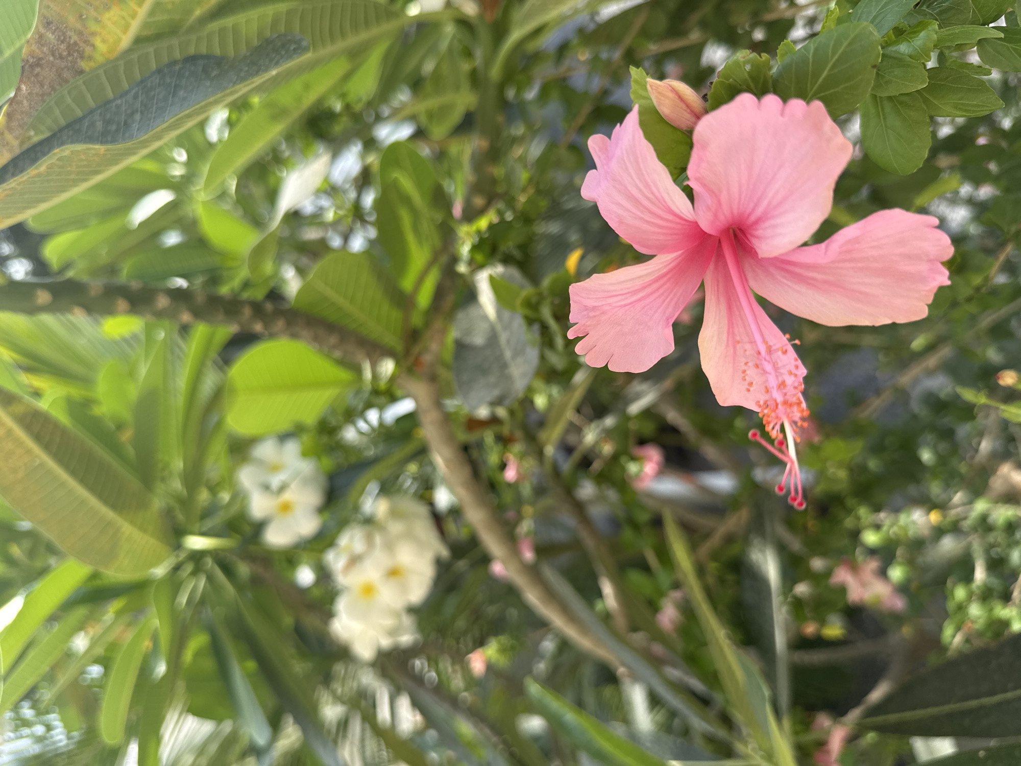 A pink hibiscus flower in bloom is the primary subject, positioned prominently in the upper right portion of the frame. To the left, slightly out of focus, are white plumeria flowers. Green foliage surrounds the flowers. The setting is Baan Mae Nam, Thailand, based on implicit contextual clues. No people or actions are visible. The environment is a garden or natural outdoor space.