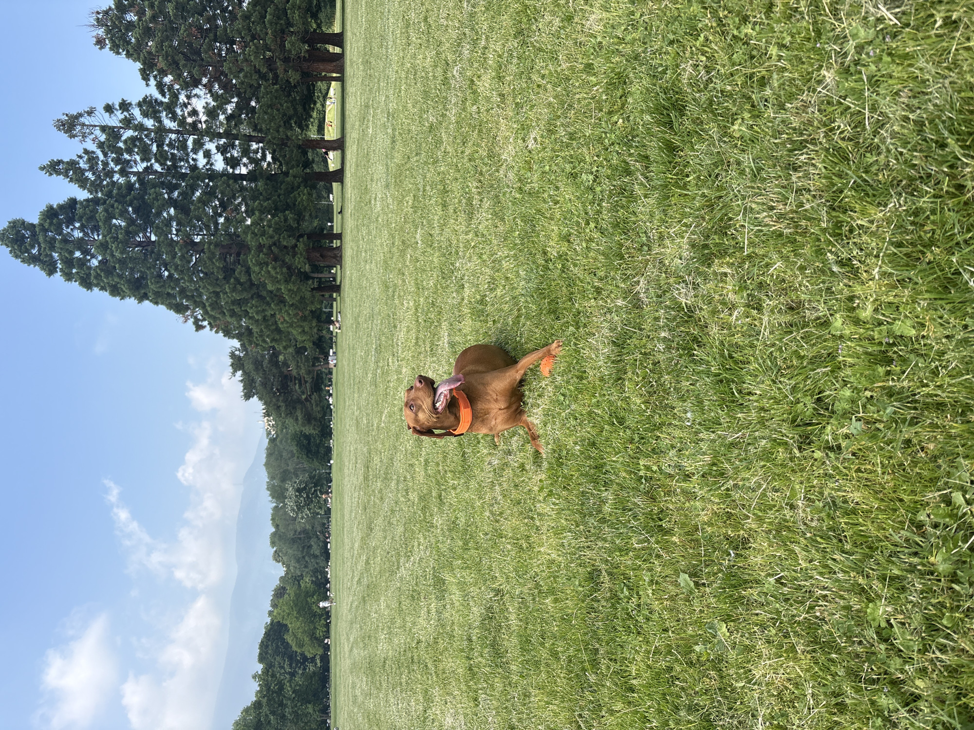 The image depicts a brown, short-haired dog, resembling a Vizsla, lying prone on its belly in the foreground of a large, open grassy park. The dog is positioned towards the right side of the frame, facing right with its head slightly elevated and turned, revealing an extended tongue. It wears an orange collar, and a small, orange spherical object is visible near its front paws. The ground consists of unevenly cut green grass, with some drier patches.
In the midground, a vast expanse of green lawn extends towards a distant line of trees. Scattered across this lawn are approximately ten to fifteen individuals or small groups of people. Some appear to be walking, while others are seated or lying on the grass. One person in light-colored clothing is walking towards the left in the upper midground.
The background features a dense line of mature trees, including several notably tall, slender conifers with dark green foliage. Beyond these trees, a range of large, hazy blue-grey mountains, characteristic of Vitosha Mountain, dominates the horizon under a pale blue sky dotted with scattered white cumulus clouds.
Based on the distinctive landscape featuring a large park with prominent conifers and the visible Vitosha Mountain range, the location is identified as South Park (Yuzhen Park) in Sofia, Bulgaria. The scene occurs during daylight hours, indicated by bright, soft illumination.