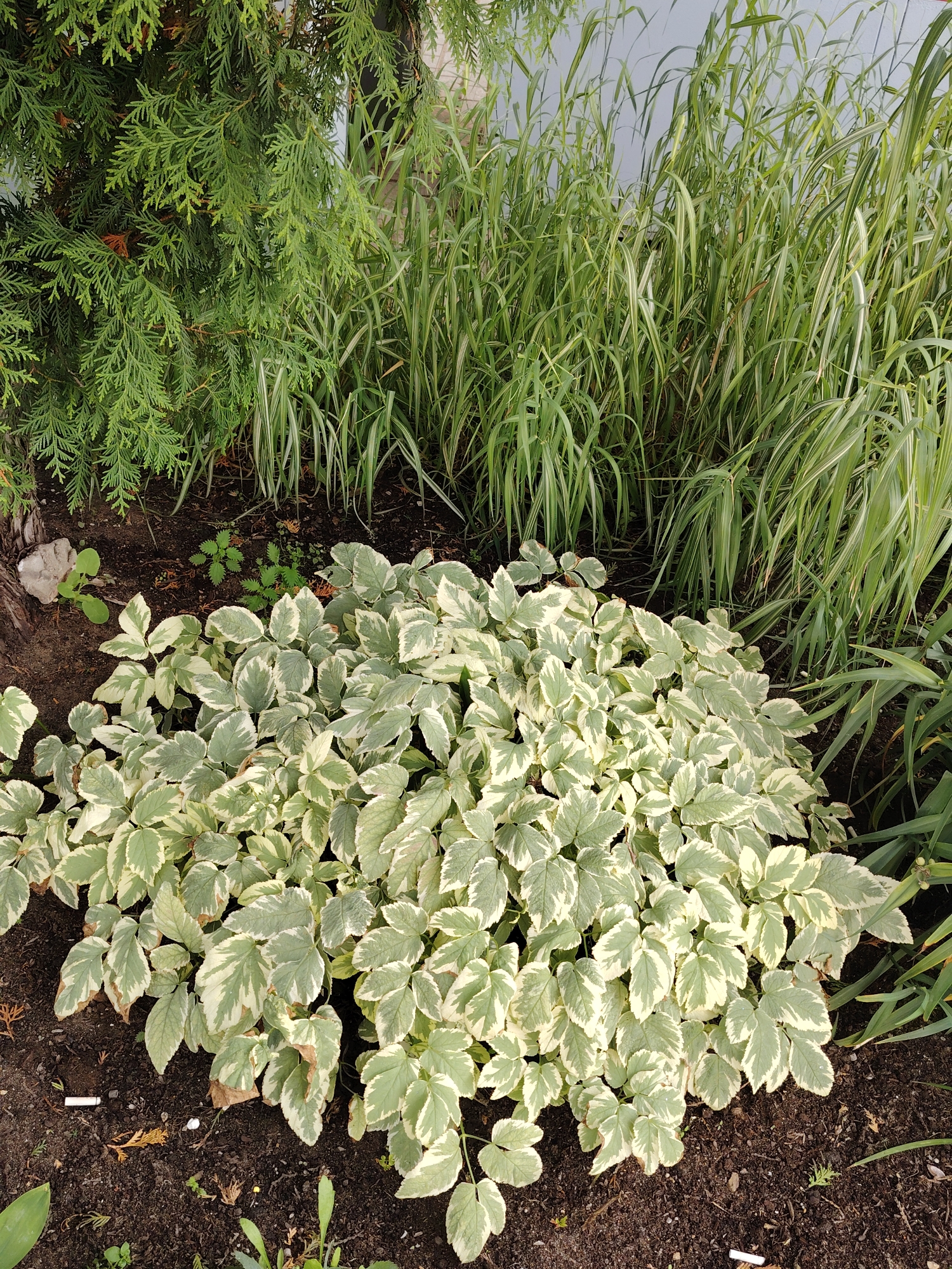 The image shows a garden bed with a variety of plants. In the foreground is a low-growing plant with variegated leaves, featuring a pattern of green centers and creamy white edges. Behind this plant are taller, grass-like plants with green and white striped leaves. To the left, a conifer tree with dense green foliage is visible. The ground is covered with dark soil, with some small dry leaves and debris scattered about. A white cigarette butt is visible in the soil near the variegated plant. The background appears to be a light-colored wall. The scene is likely a garden in a residential area in Klin, Russia, given the context provided. No people or actions are depicted.