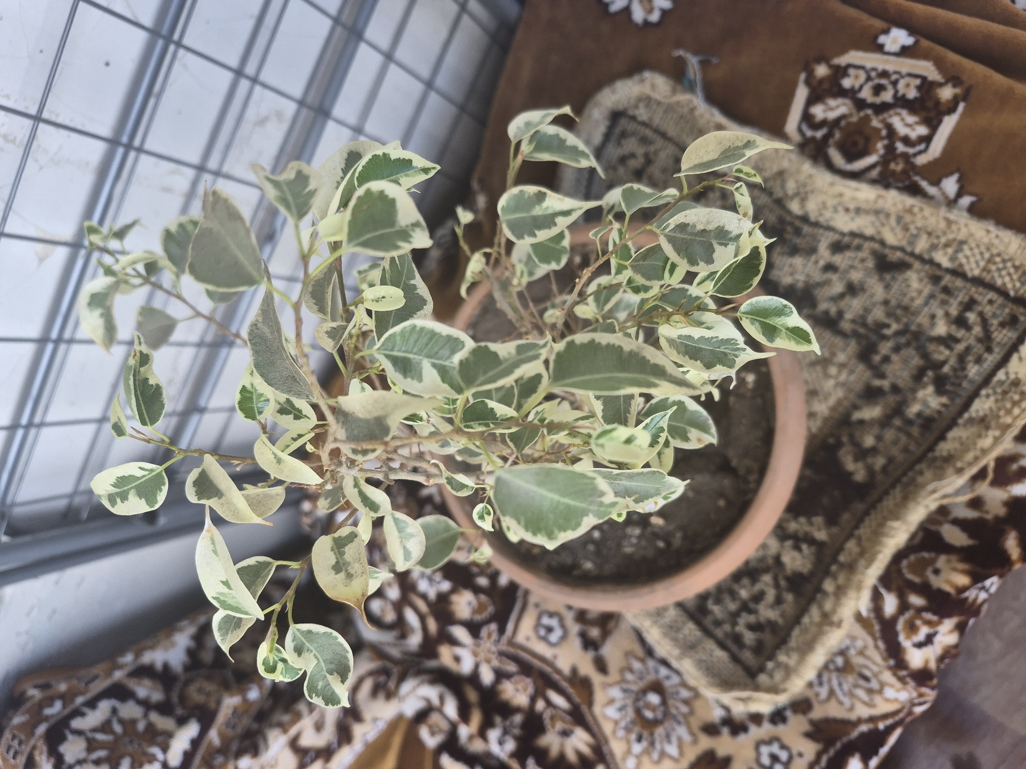 The image, captured in Yerevan, Armenia, displays an overhead view of a variegated potted plant, likely a Ficus benjamina 'Starlight', situated on a patterned rug. The plant features numerous small, ovate leaves with distinct green centers and creamy white or pale yellow margins, characteristic of variegation. A few leaves exhibit minor browning or discoloration at their edges. The plant is contained within a simple, unglazed terra cotta pot, revealing dark soil.
The plant and pot are positioned on an ornate rug or textile, dominated by shades of brown, beige, and cream. The rug showcases intricate floral and geometric patterns, suggesting a traditional or decorative design. In the upper left background, a metallic grid structure is visible, possibly part of a window, a balcony railing, or an architectural screen. The lighting suggests it is daytime, with bright, diffused illumination. There are no people present, and no particular activity is taking place; the scene depicts a static, decorative arrangement in what appears to be an indoor or semi-outdoor domestic setting. No visible text is present in the image.