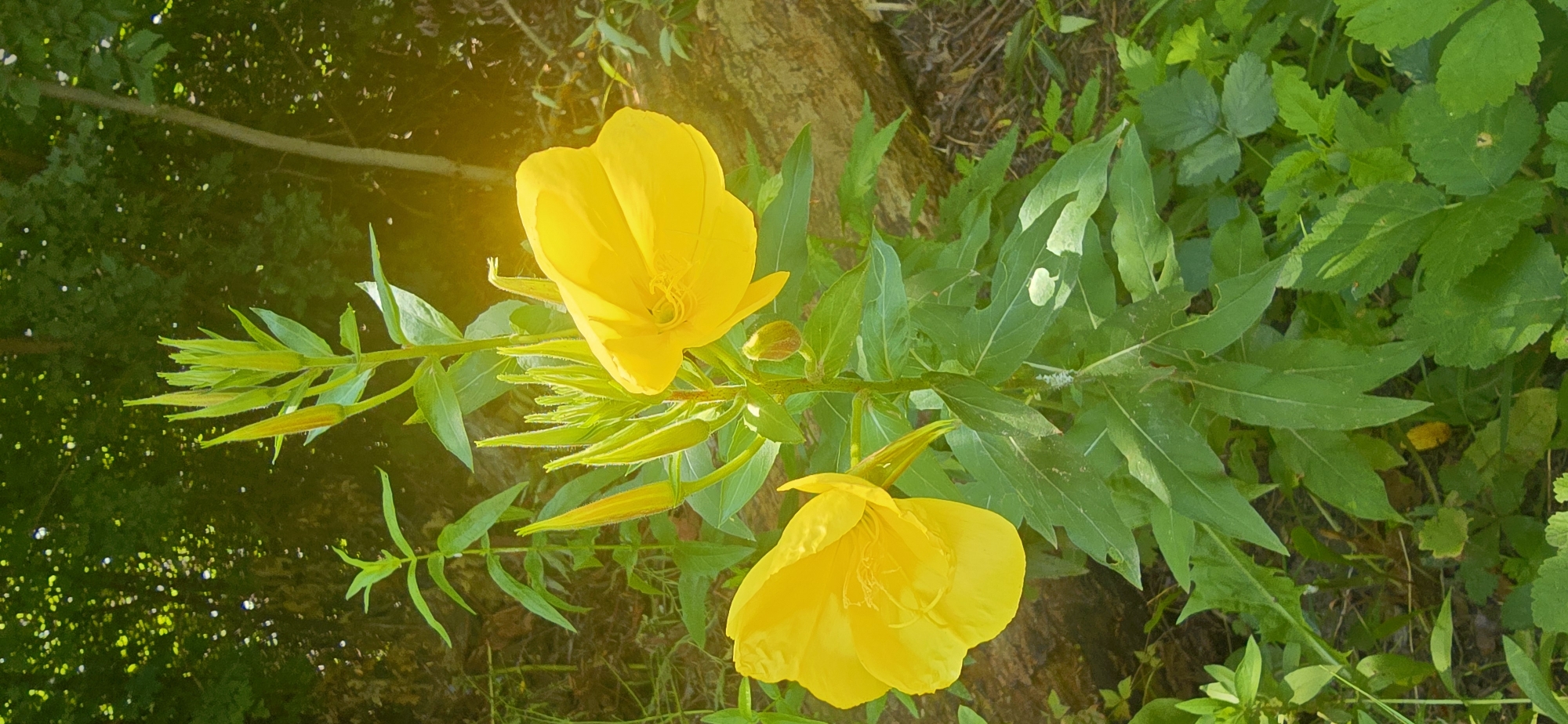 In Bardar, Moldova, a close-up shot captures two vibrant yellow flowers, likely Evening Primrose, in bloom. The flowers, with their delicate, crinkled petals, are the focal point of the image, positioned against a backdrop of lush green foliage. The plant features long, slender leaves and several unopened buds, hinting at future blooms. The environment appears to be a natural setting, possibly a garden or a wild area, with dappled sunlight filtering through the leaves of unseen trees. A fallen log is partially visible in the background, adding texture to the scene. The overall impression is one of natural beauty and tranquility.