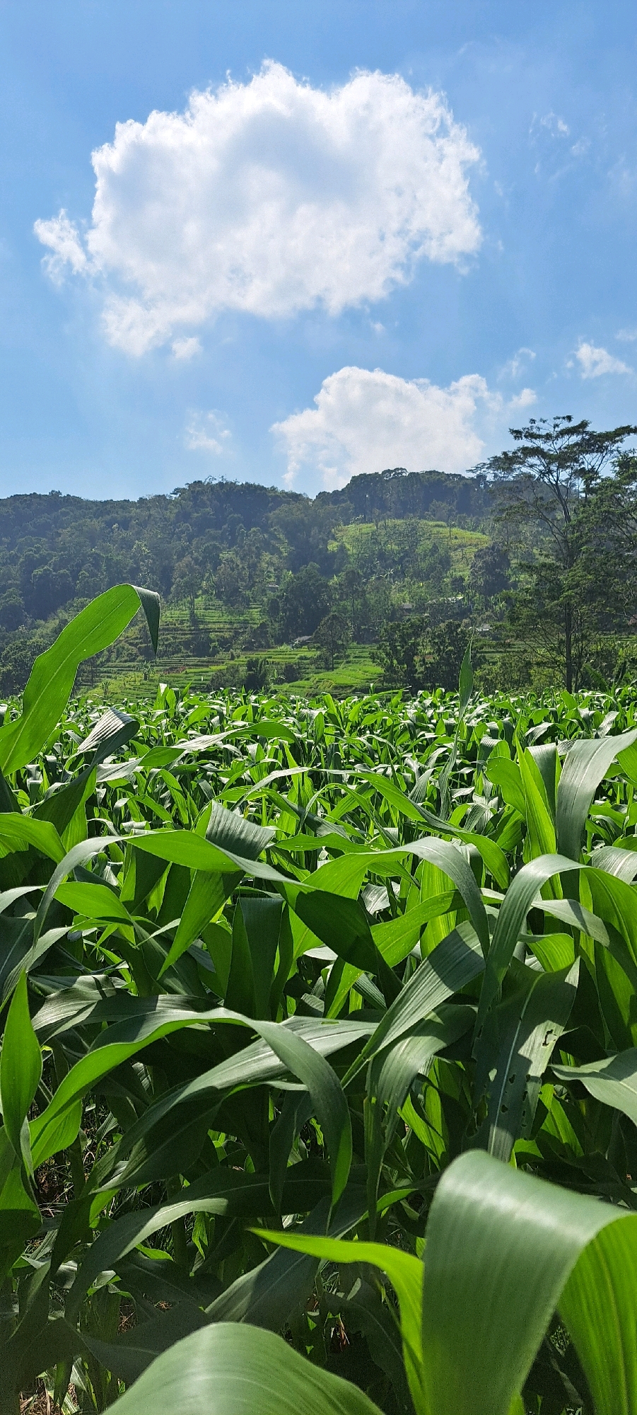 The image depicts a vibrant green cornfield under a clear blue sky with fluffy white clouds. In the background, a lush, tree-covered hillside is visible, with terraced fields carved into its slopes. The perspective is from ground level, looking out over the tall corn stalks that dominate the foreground. The scene is consistent with rural landscapes, and the architecture and vegetation suggest a tropical or subtropical region, possibly in Belik, Indonesia. No people or animals are present in the image, and the environment appears peaceful and natural.