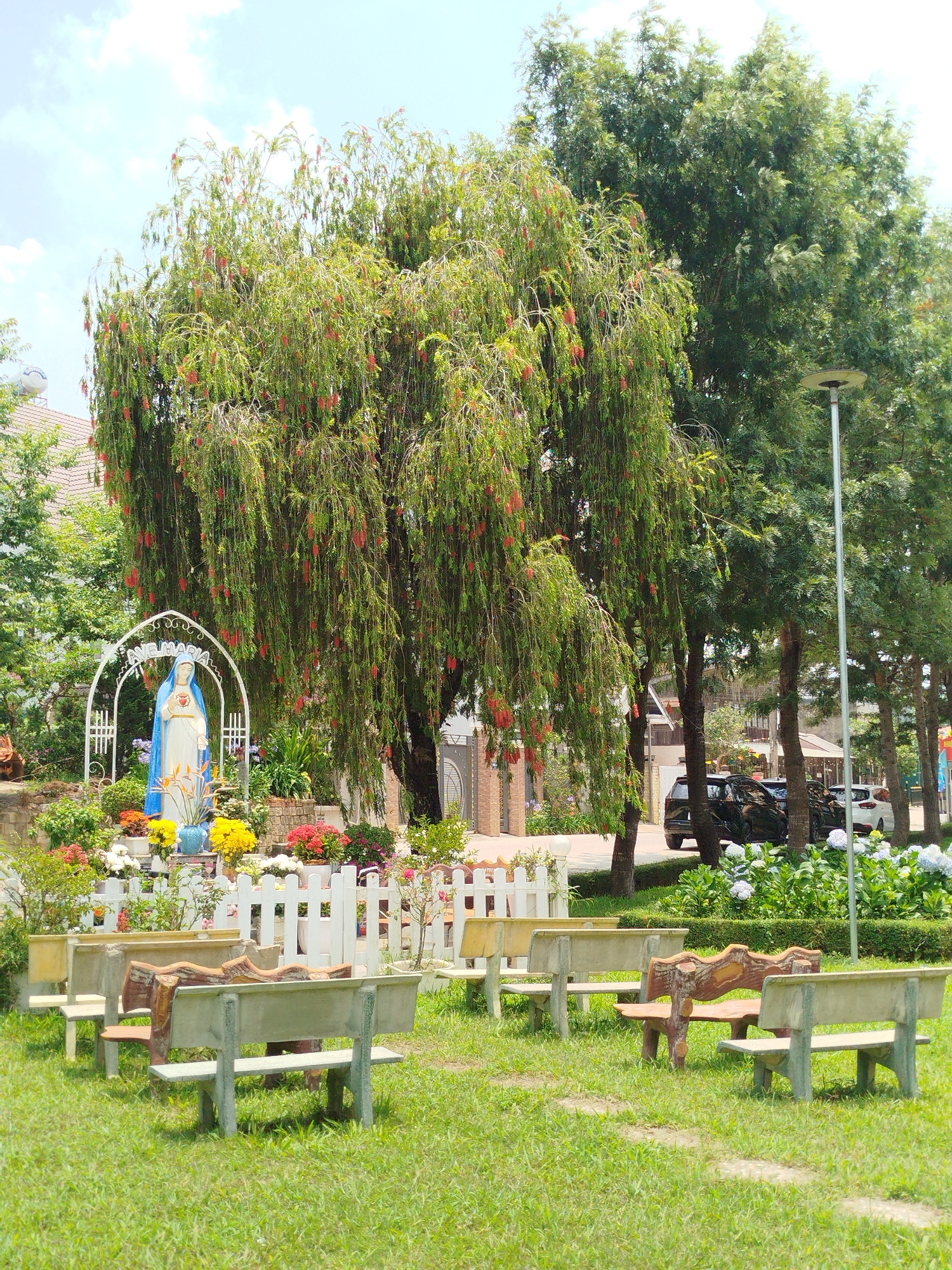 The image depicts a religious garden scene in Lang Biang - Da Lat, Vietnam. A white statue of the Virgin Mary, adorned with a blue cloak, stands within a flower-filled grotto beneath a large weeping bottlebrush tree covered in red blossoms. A white archway with "Ave Maria" inscribed on it frames the statue. A low white picket fence borders the grotto. In front of the grotto, there are multiple benches arranged on a grassy lawn. In the background, other trees, bushes, and houses are visible. Several vehicles are parked on the street beyond the garden, and a light post stands on the right side of the image. The sky is partly cloudy.