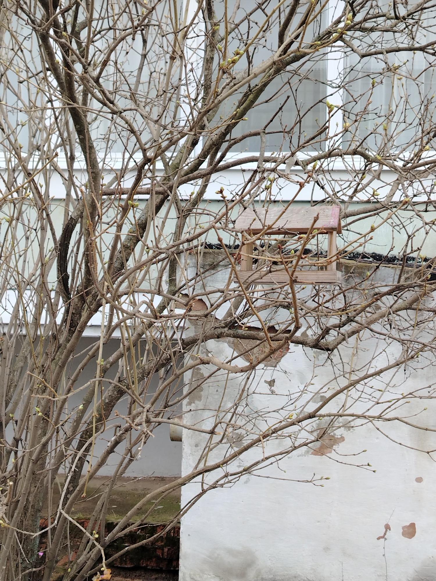 The image shows a bare tree with a birdhouse in the branches, set against a building with white window frames. Small buds are visible on the tree branches. The building has a white wall with some discoloration and a brick foundation.