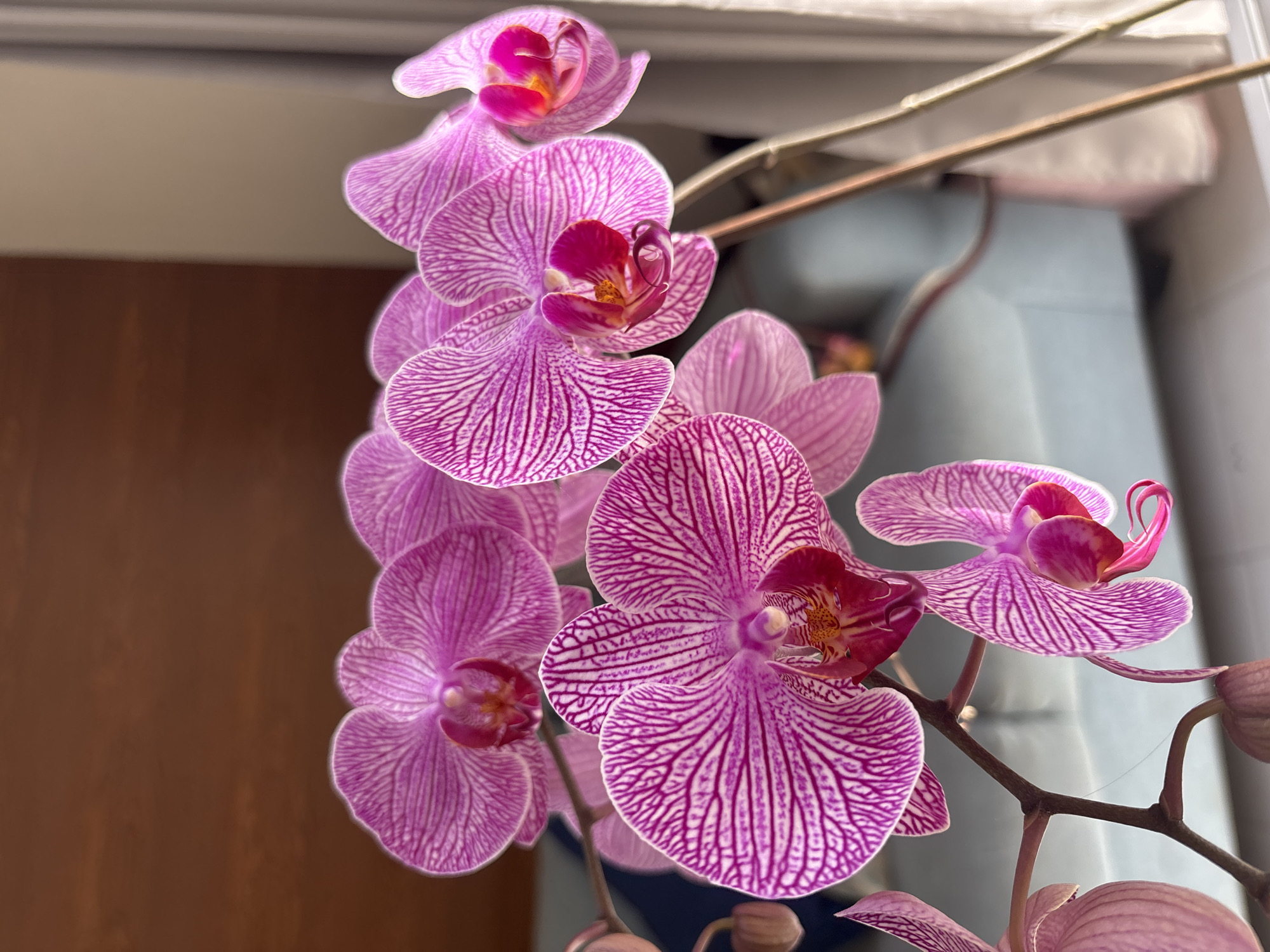 A close-up photograph depicts a stem of pink and white striped orchids. The flowers are arranged in a vertical cluster, with some blooms fully open and others still in bud. The petals have a distinct striped pattern of pink and white, and the centers of the flowers feature a mix of red, pink, and yellow hues. The stem is partially visible, branching off to the right side of the image. In the background, a plain brown wall is on the left, and a pale blue object sits near a window. The setting and subject of the photo do not provide enough information to determine its location within Puebla, Mexico.