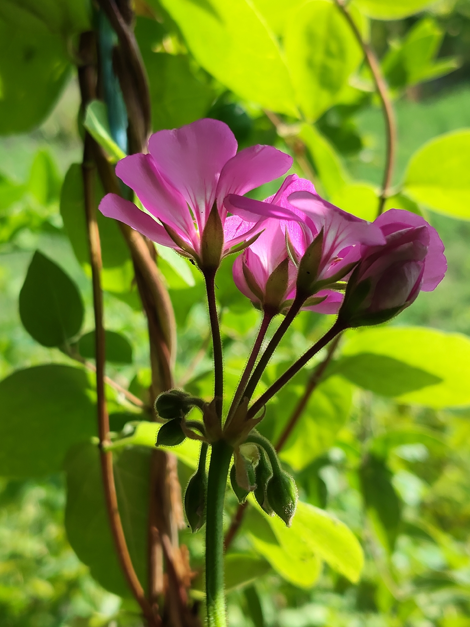 This is a close-up, slightly low-angle shot of a cluster of pink geranium flowers and buds in bloom, set against a soft, blurred background of green leaves and stems. The lighting suggests it is daytime, with sunlight illuminating the flowers from behind, creating a translucent effect and highlighting the delicate veins within the petals. Several unopened buds are visible, some partially open, indicating the plant is in its flowering stage. The stem is dark and slightly fuzzy, with smaller green buds clustered near its base. The overall impression is one of natural beauty and growth. This scene was captured in Mîndîc, Moldova.