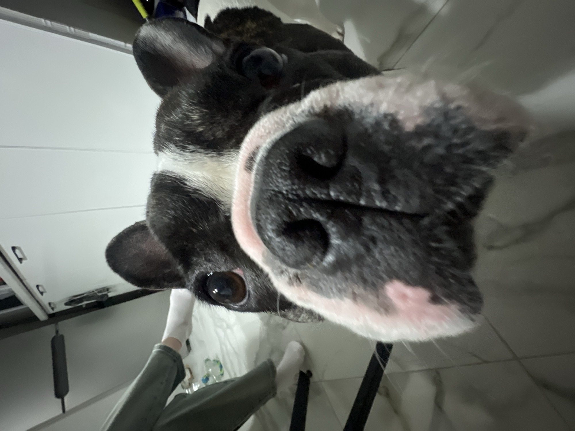 A close-up, low-angle shot shows the face of a French bulldog, with its black and white fur and pink nose prominently featured. The dog's eyes are wide and looking directly at the camera. In the background, out of focus, a person wearing green pants and white socks is visible sitting on a white surface, possibly a bed or couch. There are some plastic bottles and other small objects on the surface near the person. The environment appears to be indoors, with white walls and cabinets visible in the background. The lighting is dim, creating shadows and highlighting the dog's features. The scene does not provide any specific information that would indicate it is located in Yoshkar-Ola, Russia.