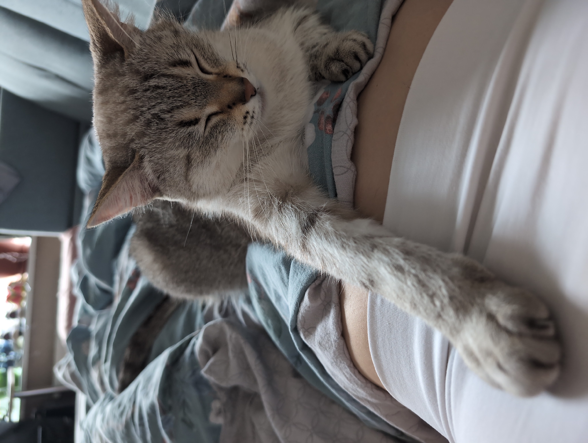 A cat is resting on a person's chest. The cat is light gray with darker gray markings and has its eyes closed. The person is wearing a white shirt. They are lying in a bed that has a patterned duvet. There is no indication of the location being Izhevsk, Russia.