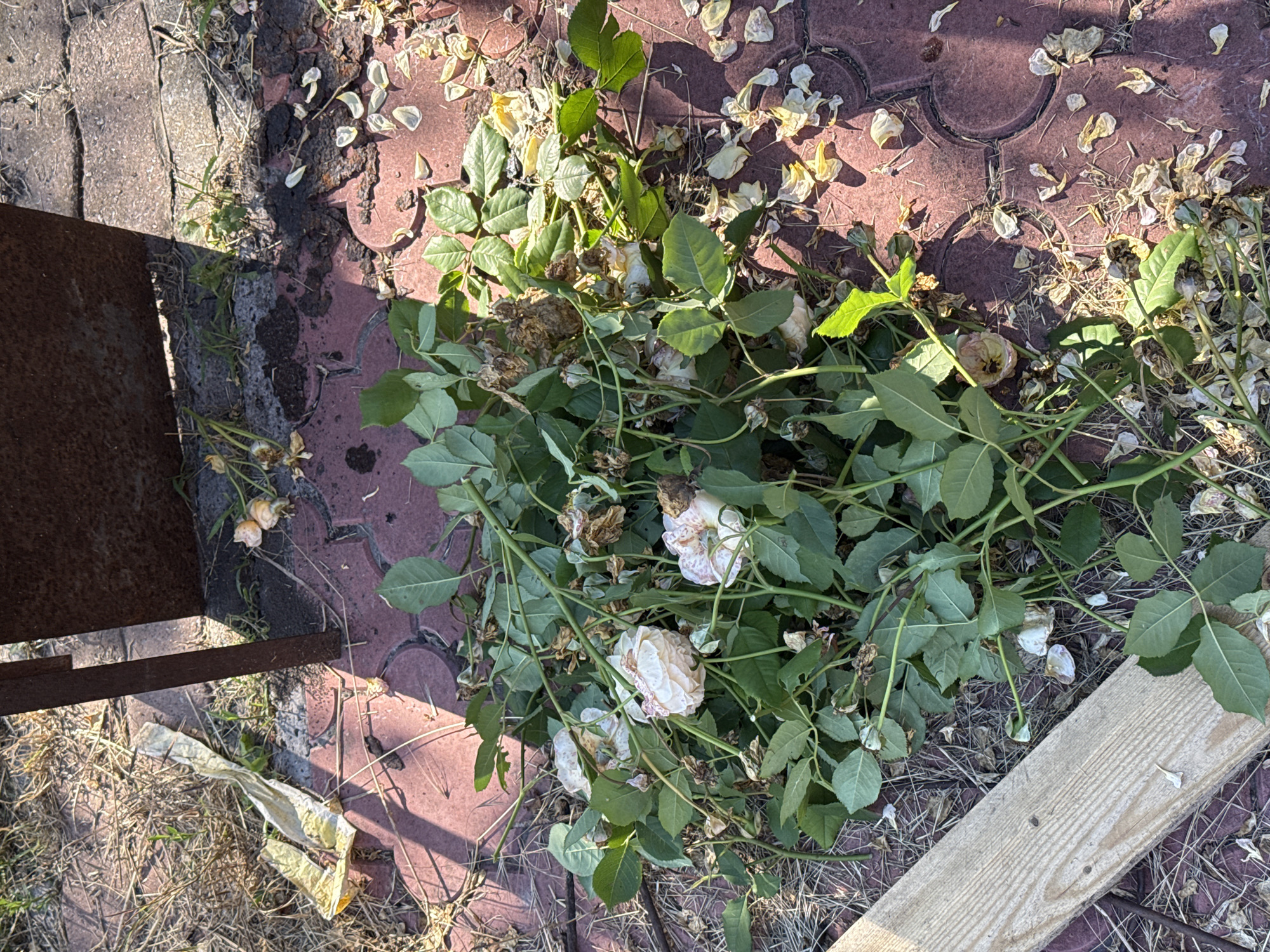 The image shows a pile of wilting rose branches with some closed buds and faded, light-colored roses scattered on the ground. The roses are a mix of creamy white and pale pink, with some showing signs of browning and decay. The branches are green and leafy, but the overall impression is one of faded beauty and the end of a blooming season.
The roses are lying on a patterned red brick surface, possibly a garden path or patio. There are also dried leaves and pine needles scattered around, suggesting an outdoor setting. To the left of the roses, a piece of rusty metal, possibly part of a fence or garden furniture, is visible. A piece of light-colored wood plank lies diagonally across the lower right corner of the image.
The lighting suggests it is daytime, with sunlight casting shadows on the ground. The shadows appear sharp, indicating a relatively clear day. The overall scene evokes a sense of autumn or late summer, when flowers begin to fade and shed their petals. There is no visible text in the image. The location context is Obukhivka, Ukraine.