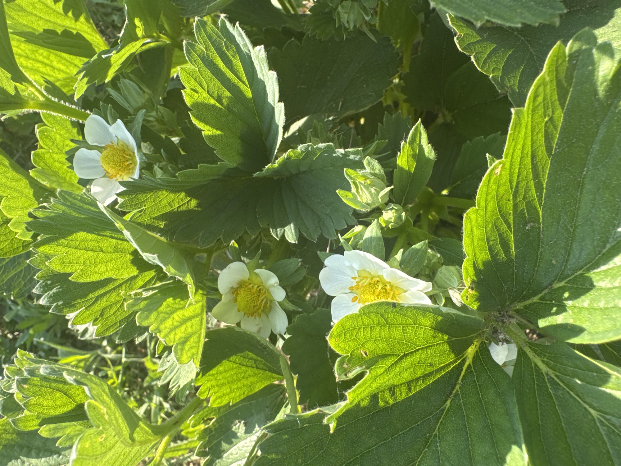 The image shows a close-up of strawberry plants with white flowers and green leaves. The plants are located outdoors, likely in a garden or field. The lighting suggests it is daytime. The specific location in the city of Malinovo, Russia, is not discernible from the image.