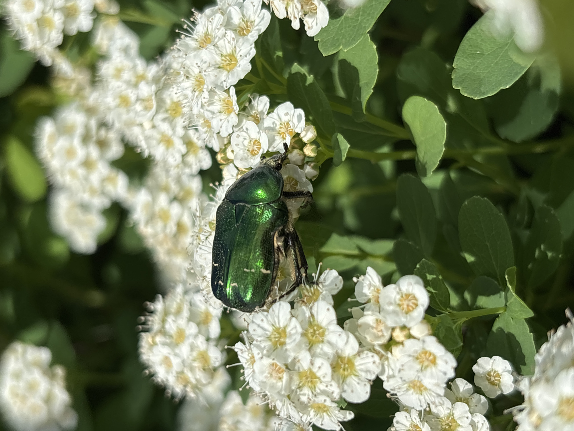A vibrant green beetle rests on a cluster of small white flowers with yellow centers. The flowers are part of a bush with green leaves visible behind and around the blossoms. The lighting suggests a sunny day. There is no information to suggest that the image was taken in Izhevsk, Russia.