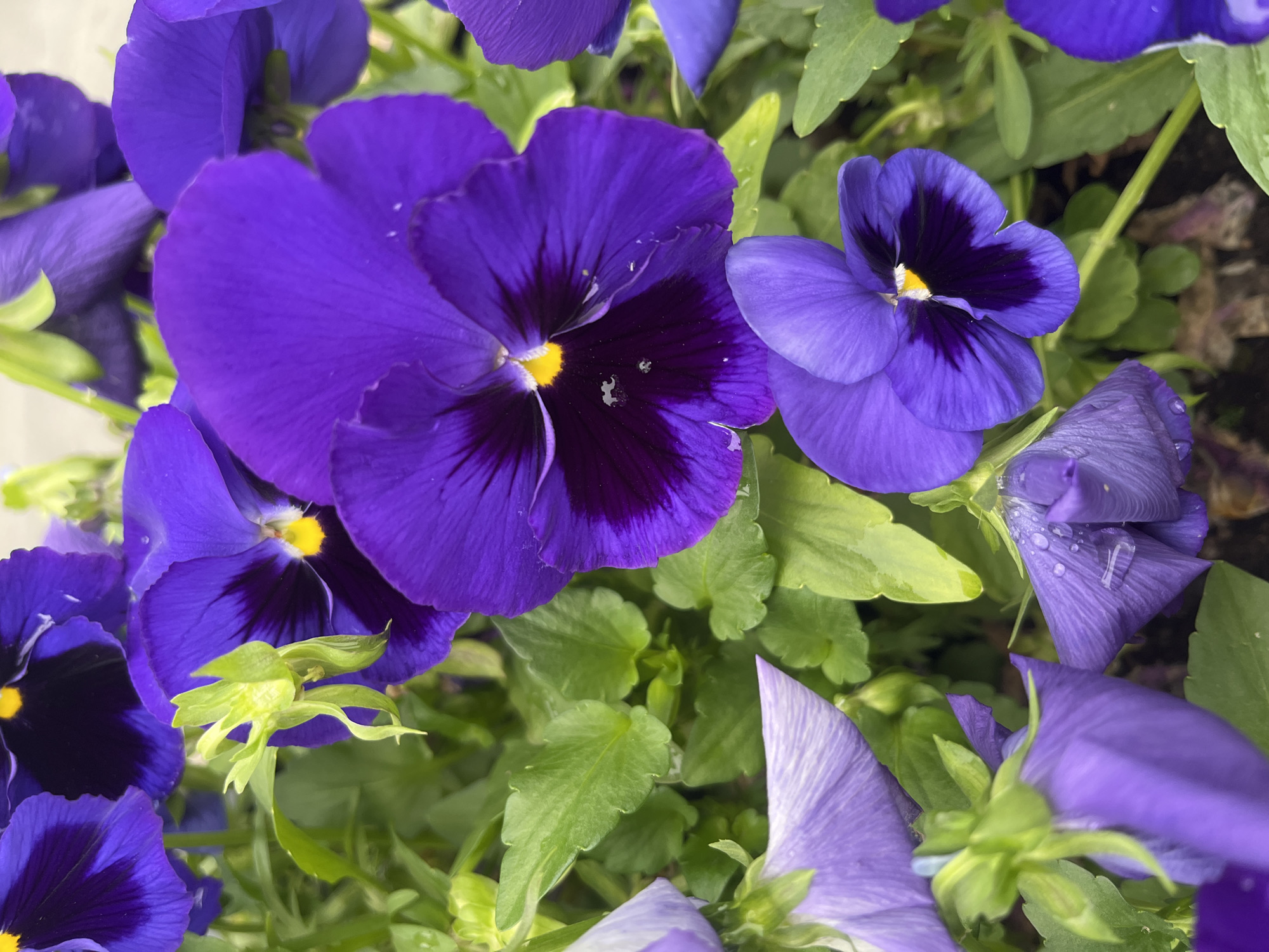 The image shows a close-up of several purple pansies with green leaves in the background. The flowers are a vibrant purple, with some having darker purple centers. There's no indication of location, so it is impossible to determine if it is in Krasnodar, Russia. No people are visible. The main subjects are the pansies and their surrounding foliage. Some of the flowers have water droplets on them.